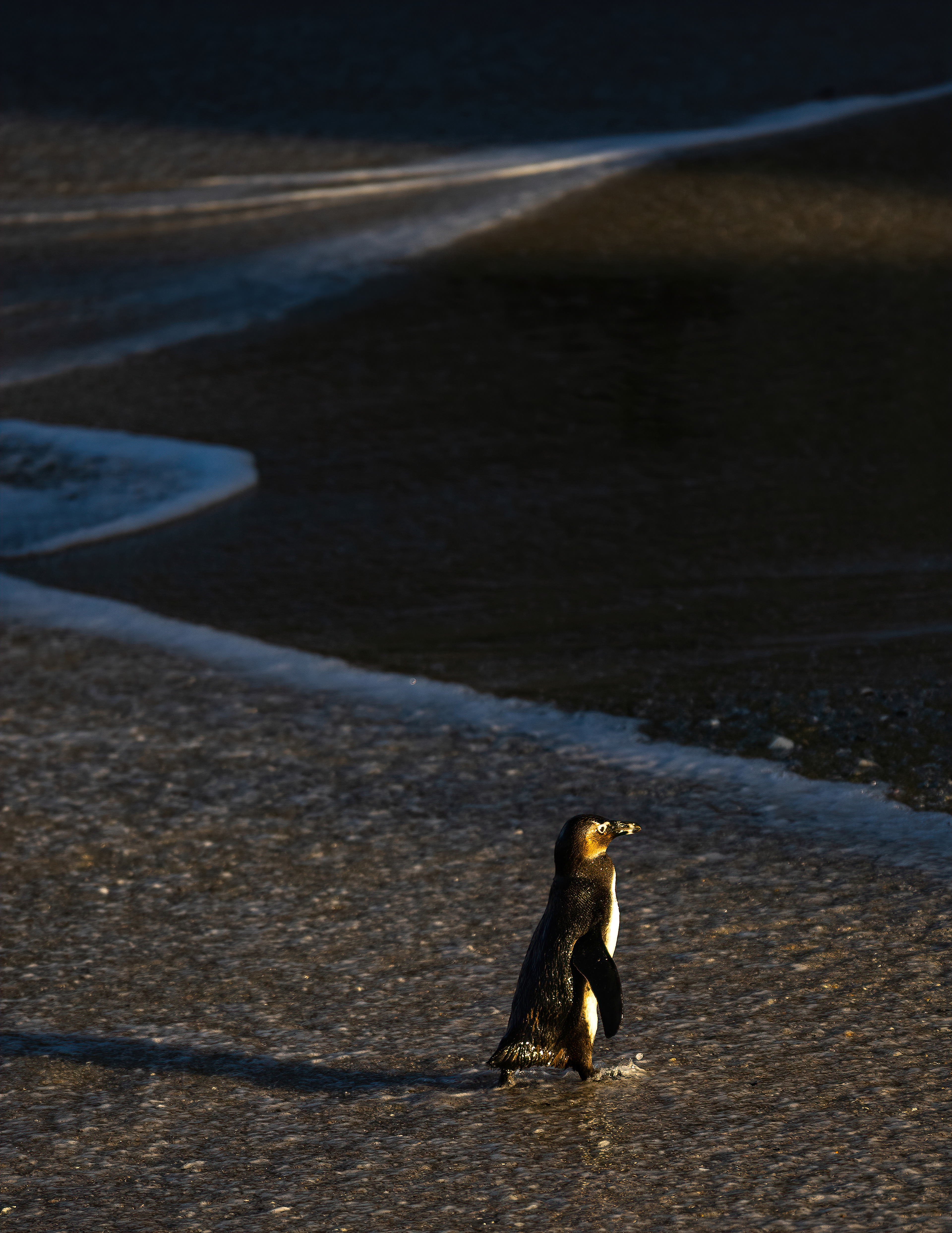 This little fellow, an African Penguin from the Boulders penguin colony in Cape Town, South Africa, comes out of the water just before sunset.