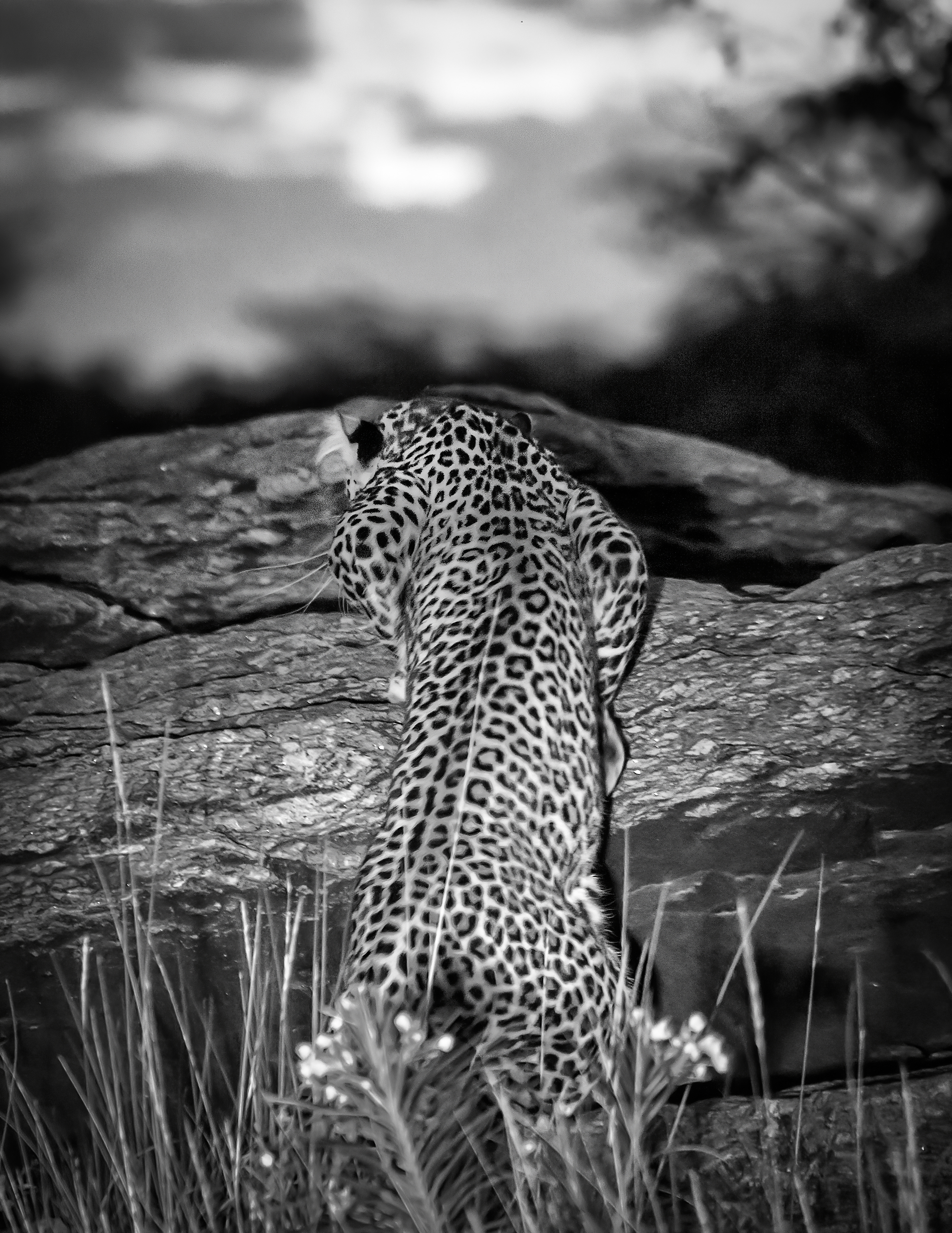 A leopard stretches out on a rock at night, showing off the beautiful rosettes on its coat.