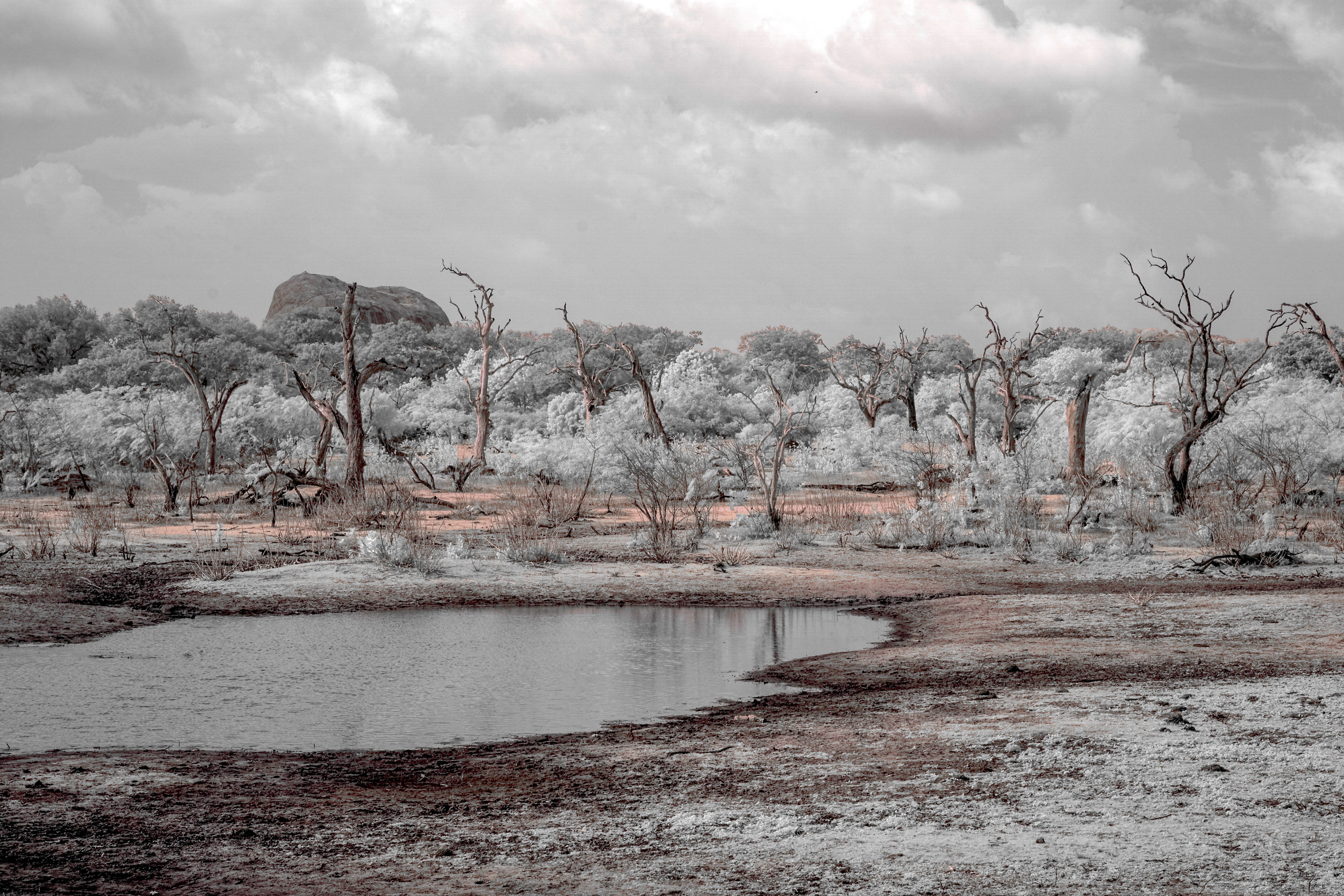 A waterhole in Yala National Park, Sri Lanka, shot using an infrared camera.