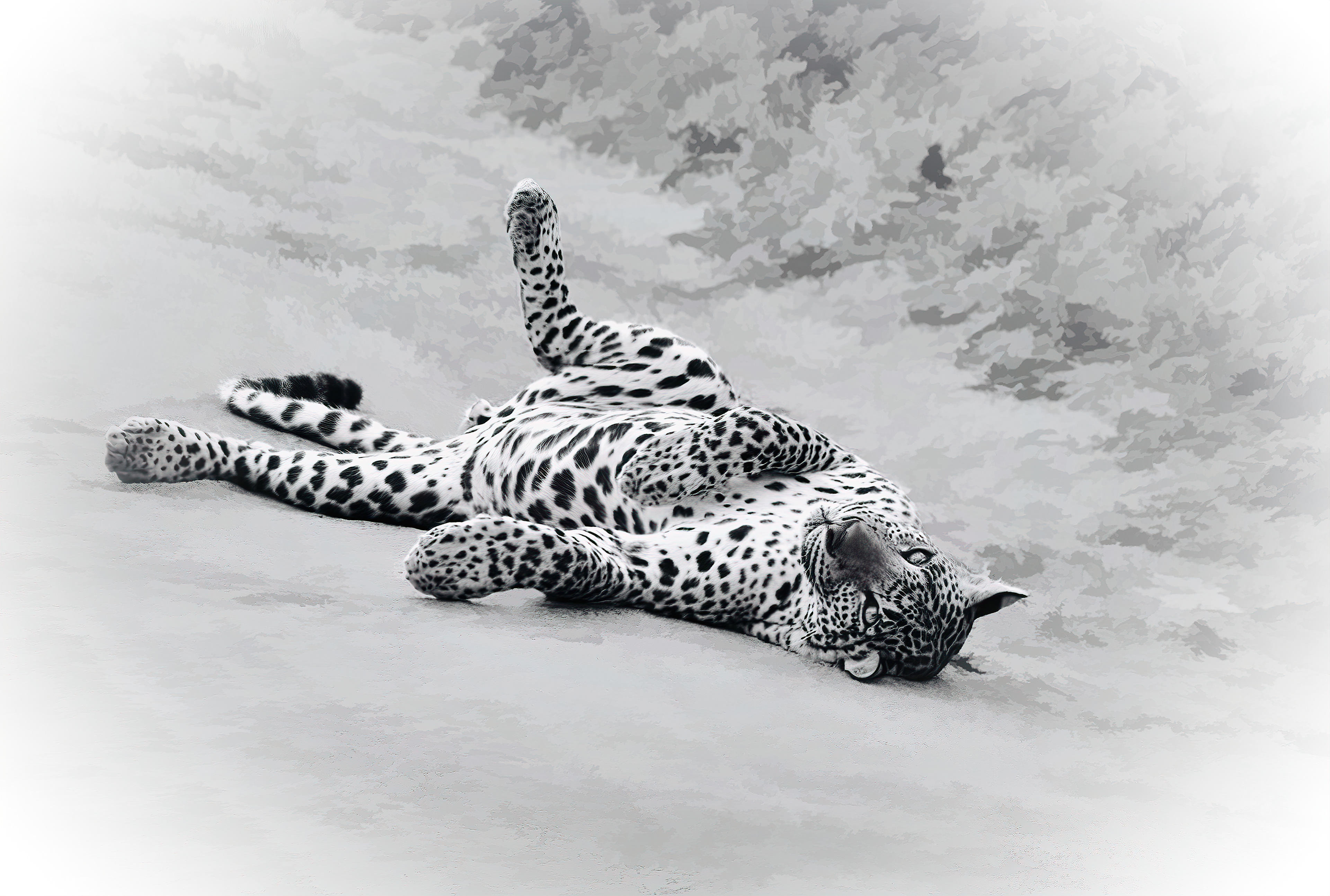 Almost seeming to pose for the camera, a leopard stretches out on the ground playfully in Yala National Park, Sri Lanka.