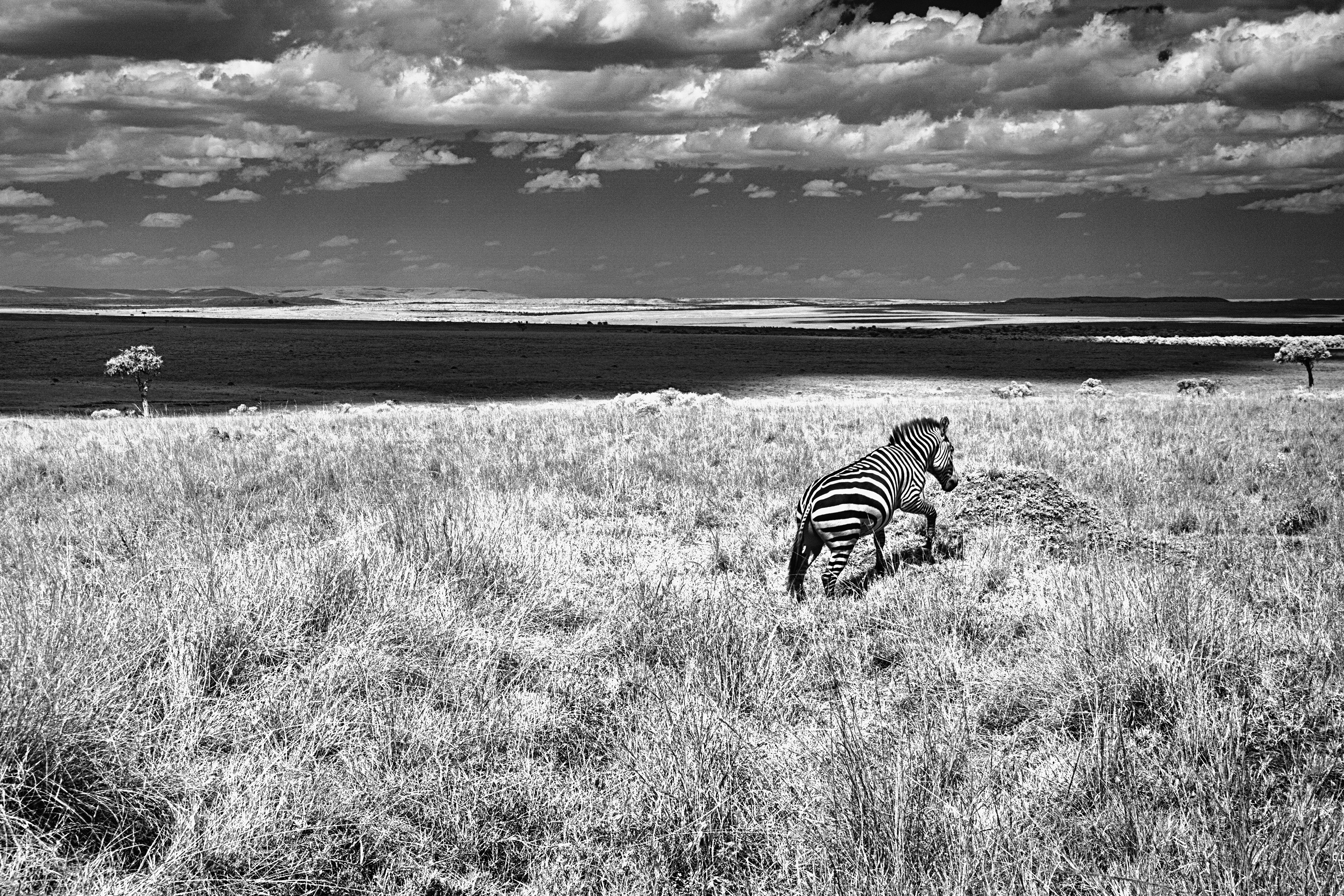An infrared image shows a solitary zebra in the vast Maasai Mara savanna.