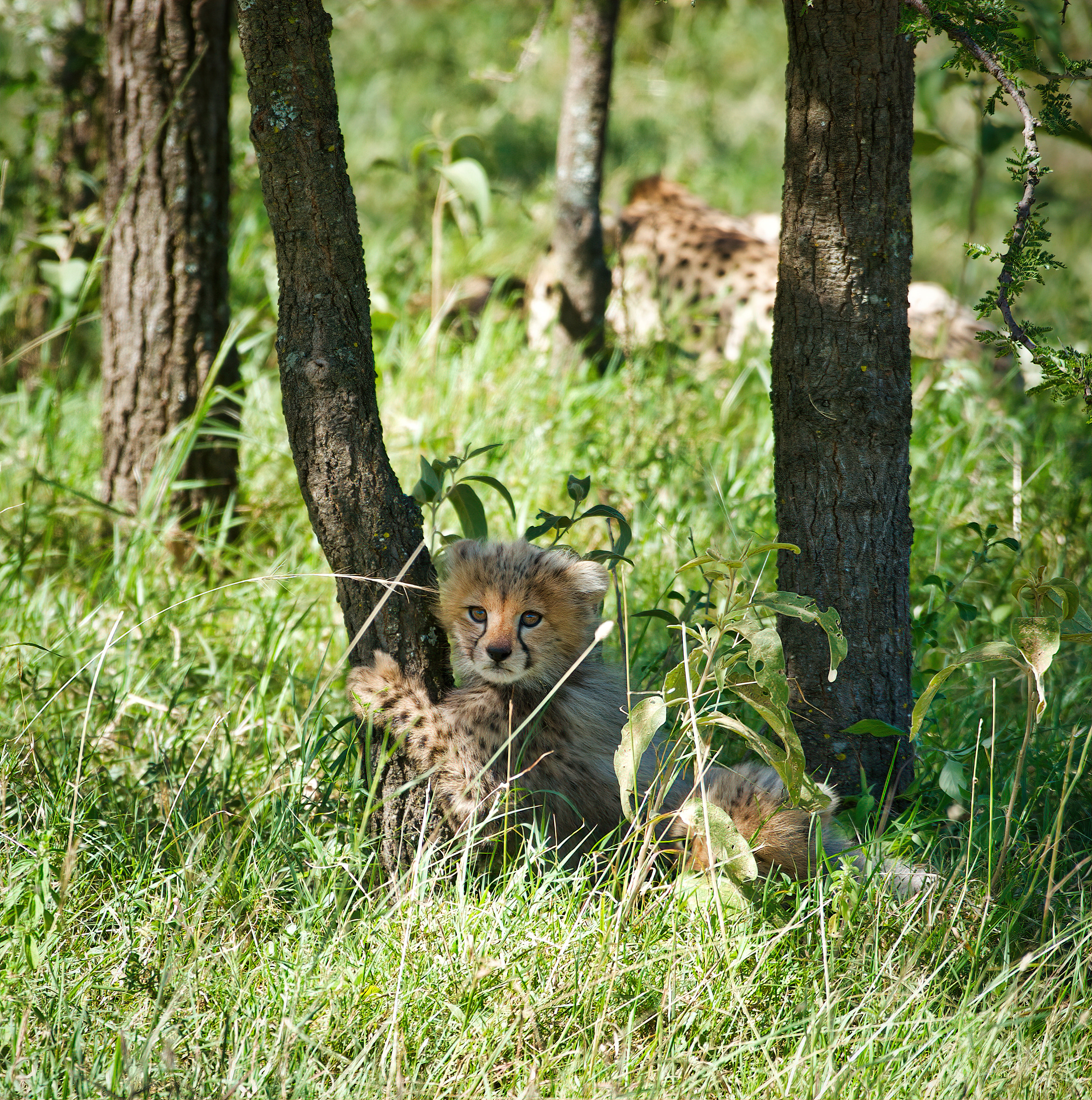 A cheetah cub plays under the shade of a tree in the Masai Mara Conservancy, Kenya.