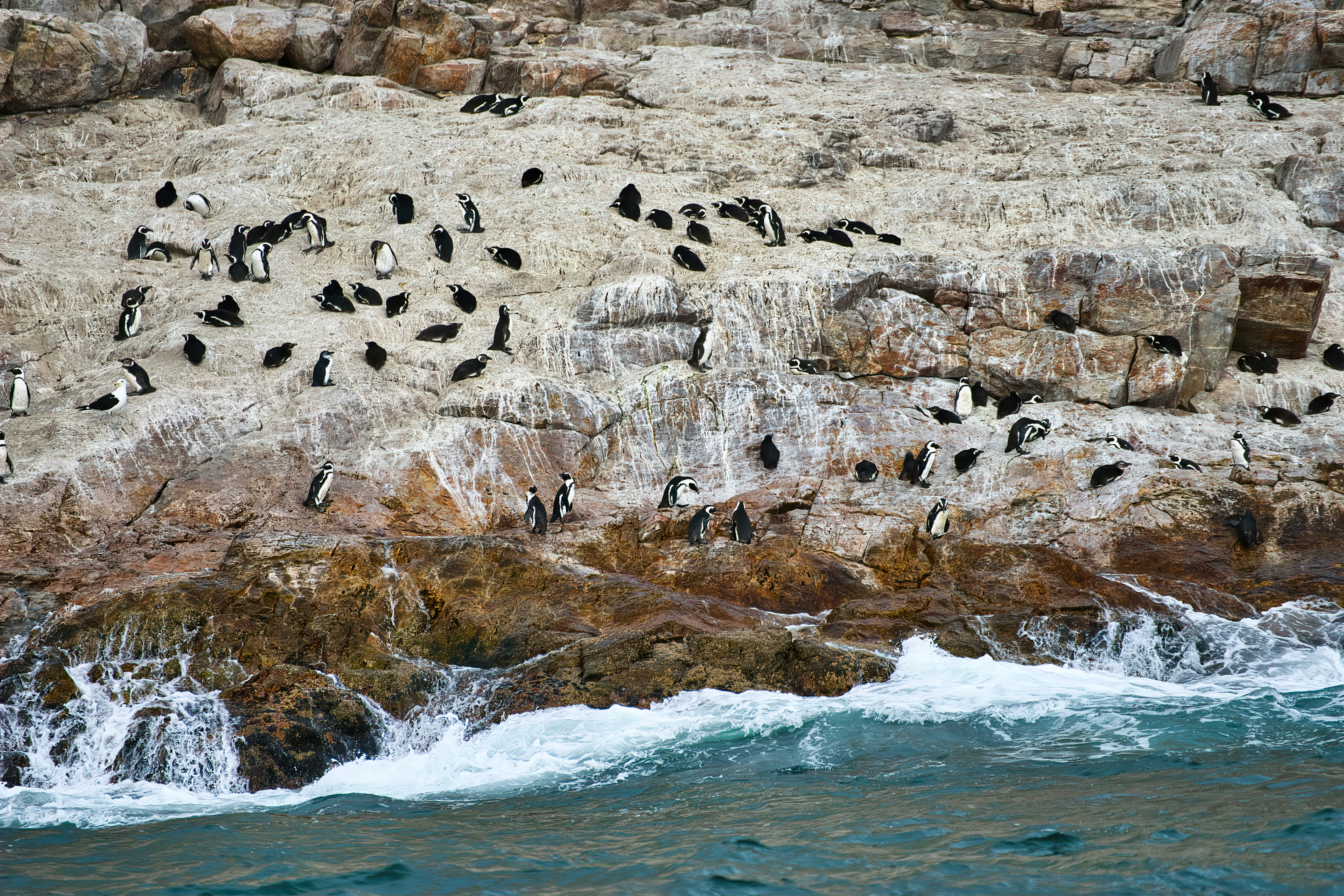 Penguins, Port Elizabeth, South Africa.
