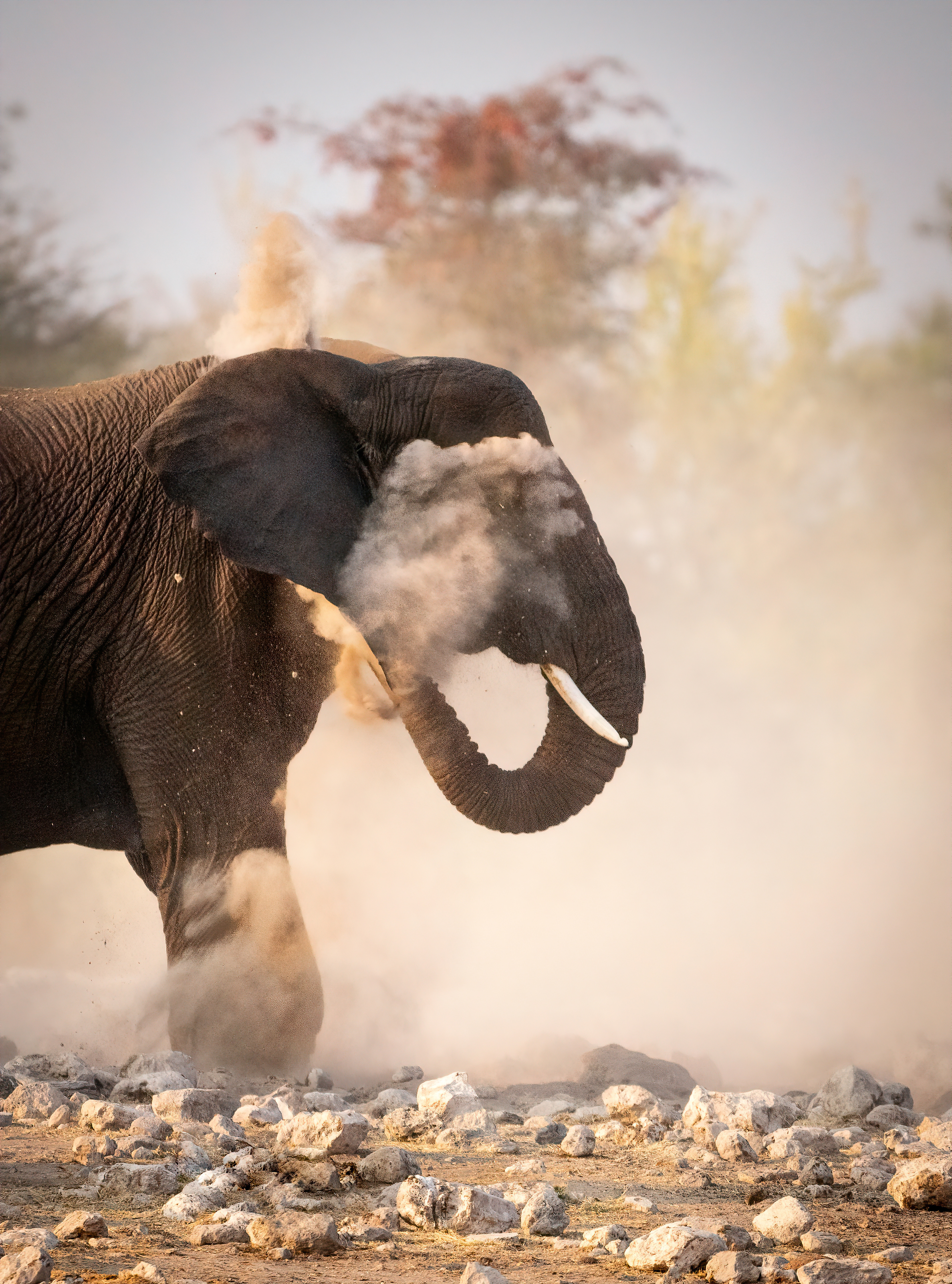 An elephant in Etosha, Namibia, sprays dust on its body after a cooling bath in a waterhole.