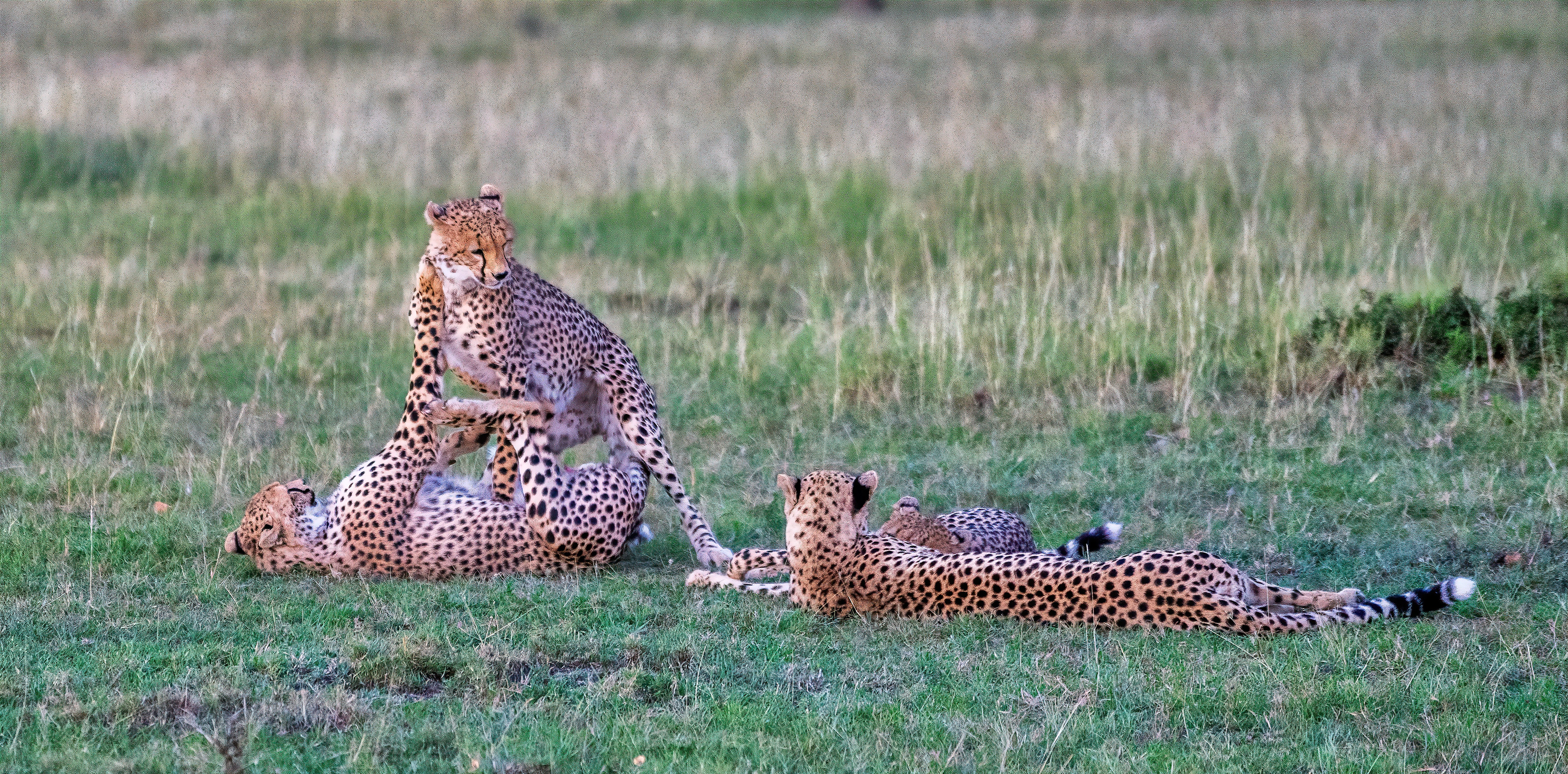 Three cheetah cubs play in the grasses of the Masai Mara Conservancy, Kenya, while their mother watches for threats