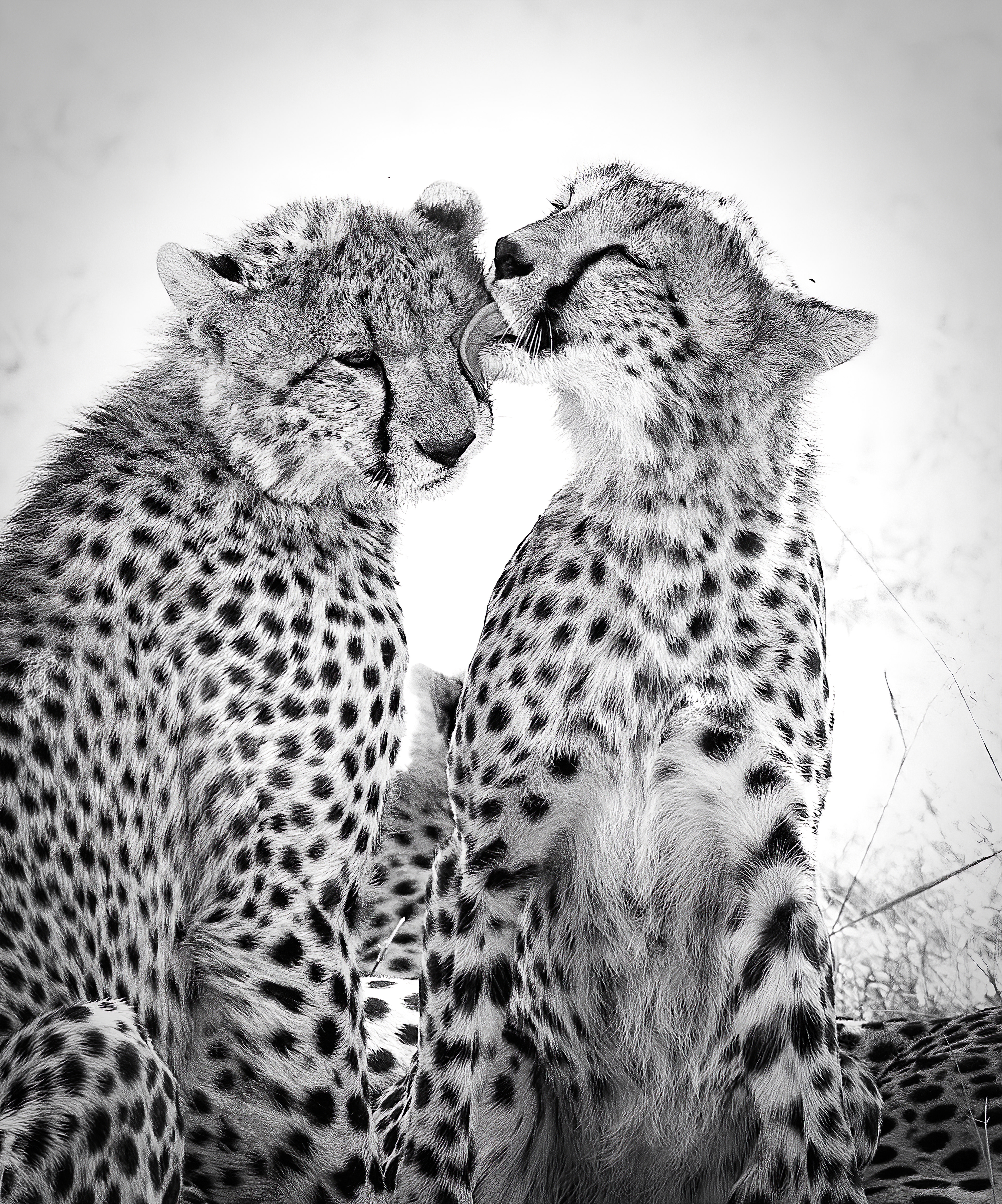 A cheetah cub cleans off his brother with his tongue after a meal. The Masai Mara Conservancy, Kenya.
