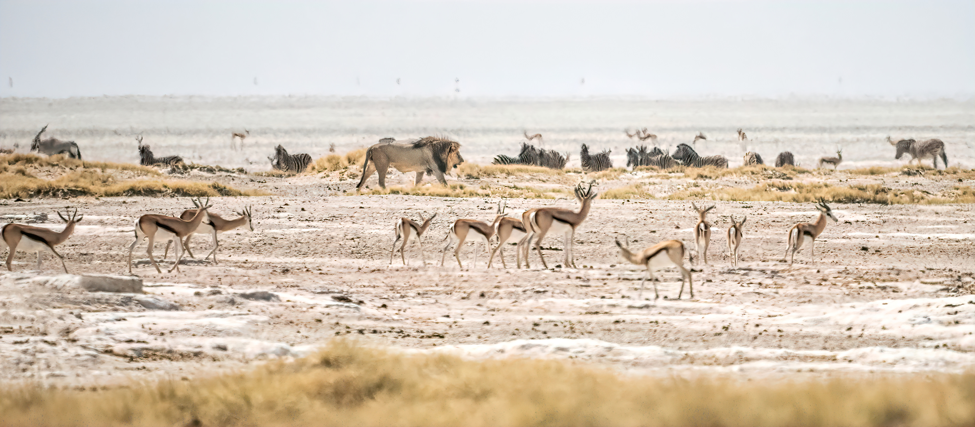 Rarely can you see a lion wondering in the midst of what it considers prey. This scene was witnessed at the Etosha salt pan in Namibia.