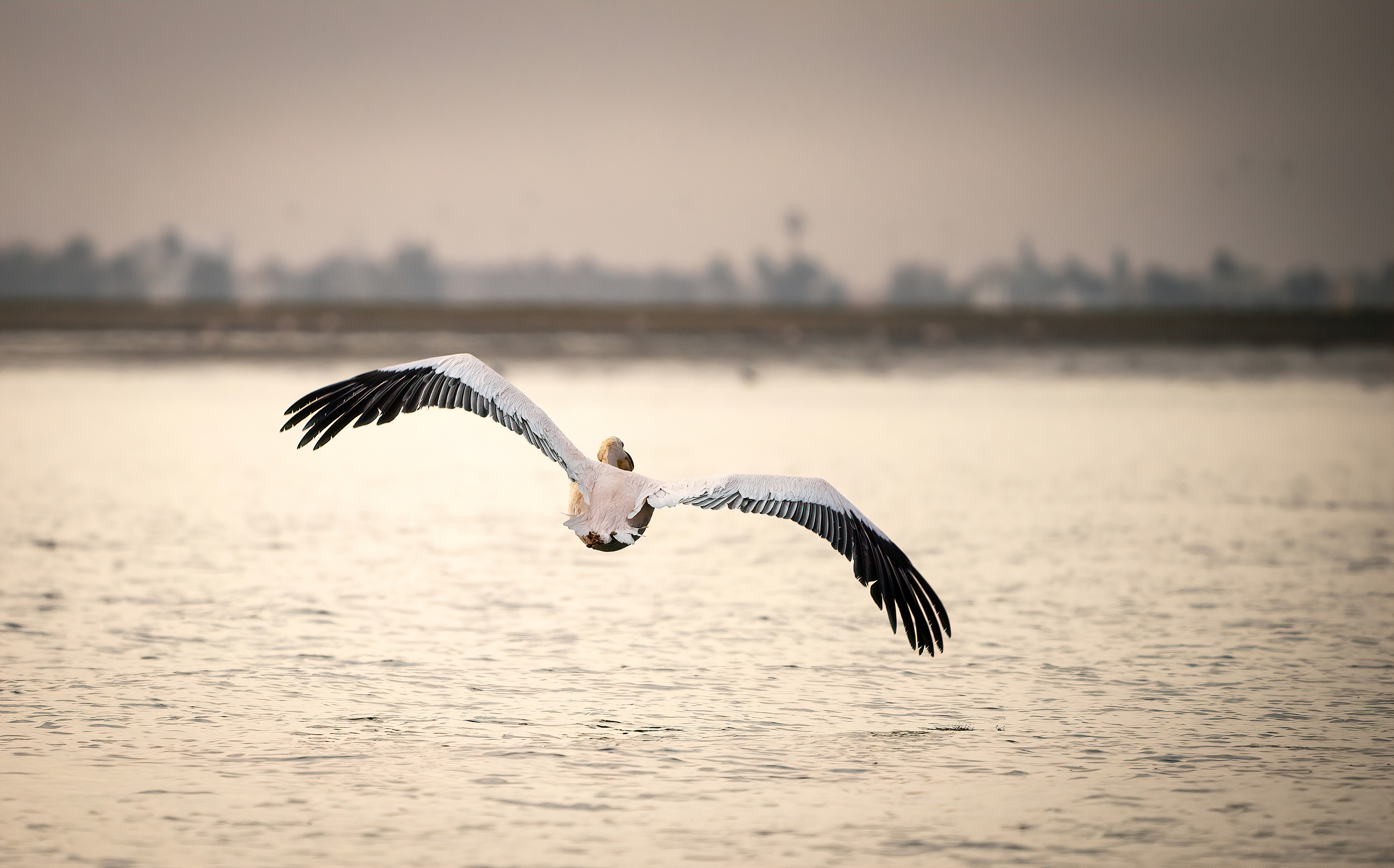 A pelican flies for the shore at Walvis Bay, Namibia