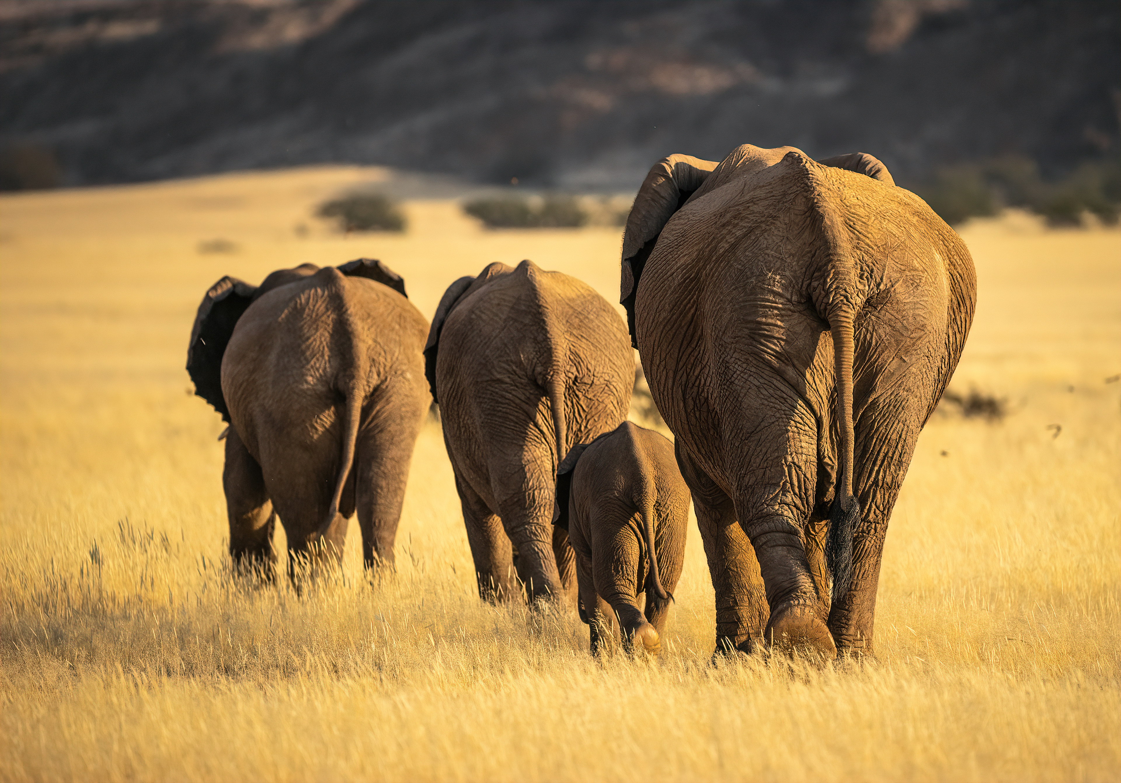These desert elephants head back home after a long day of grazing. Damaraland, Namibia.