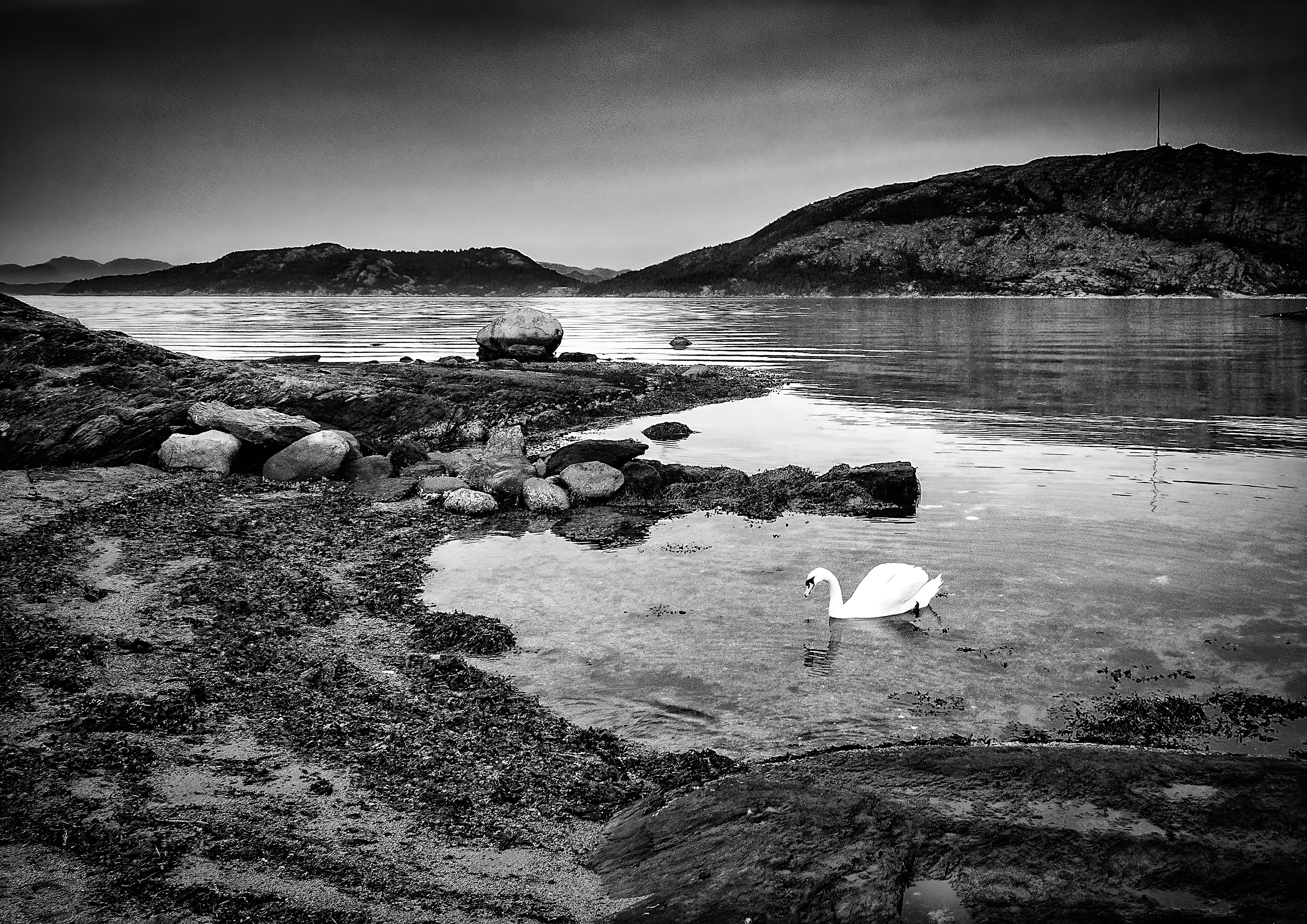A lone swan gracefully floats near the shore of a fjord in Norway, the only visible sign of life in the area.