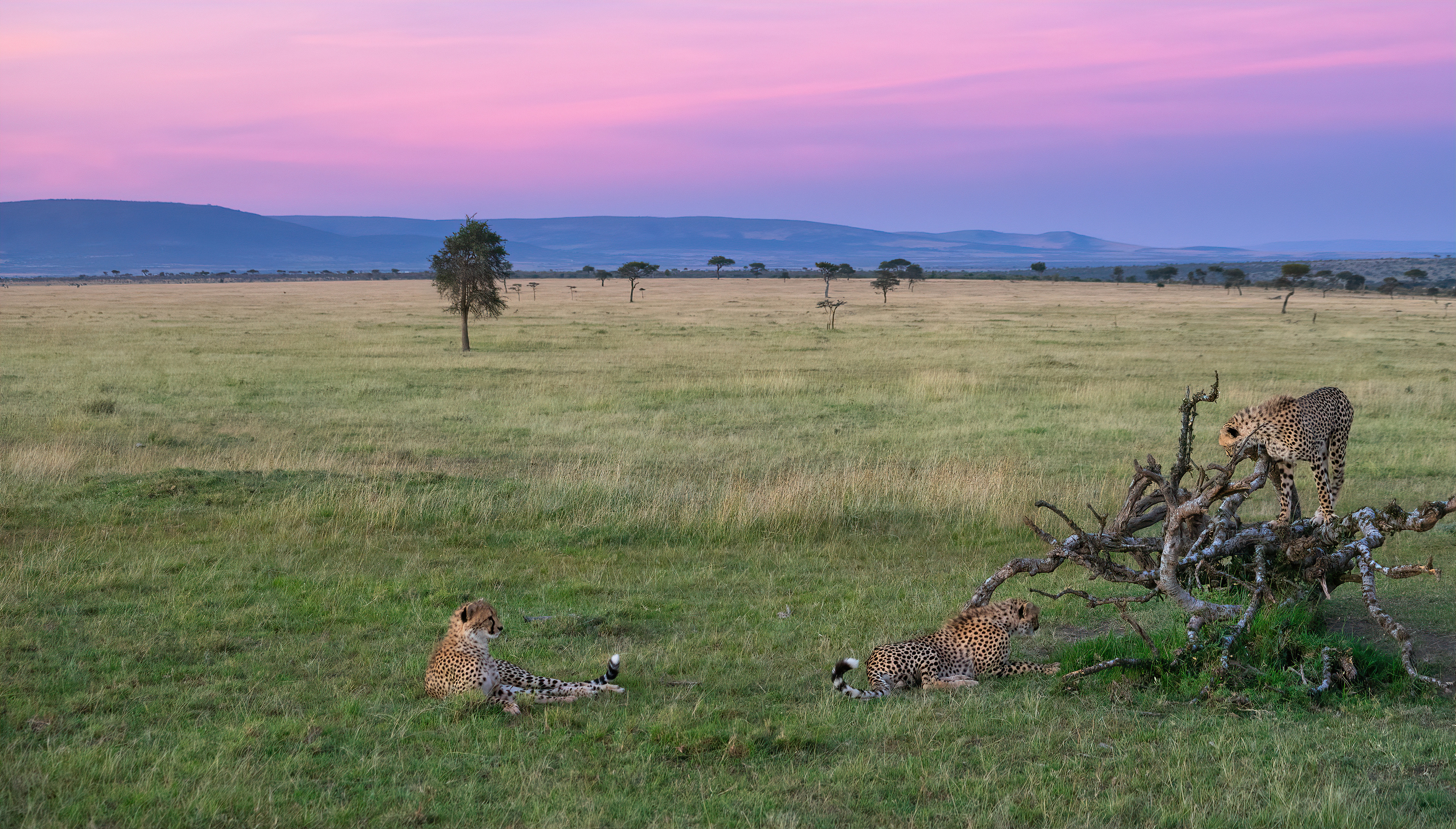 Three cheetahs relax at the end of the day in the Masai Mara Conservancy, Kenya.
