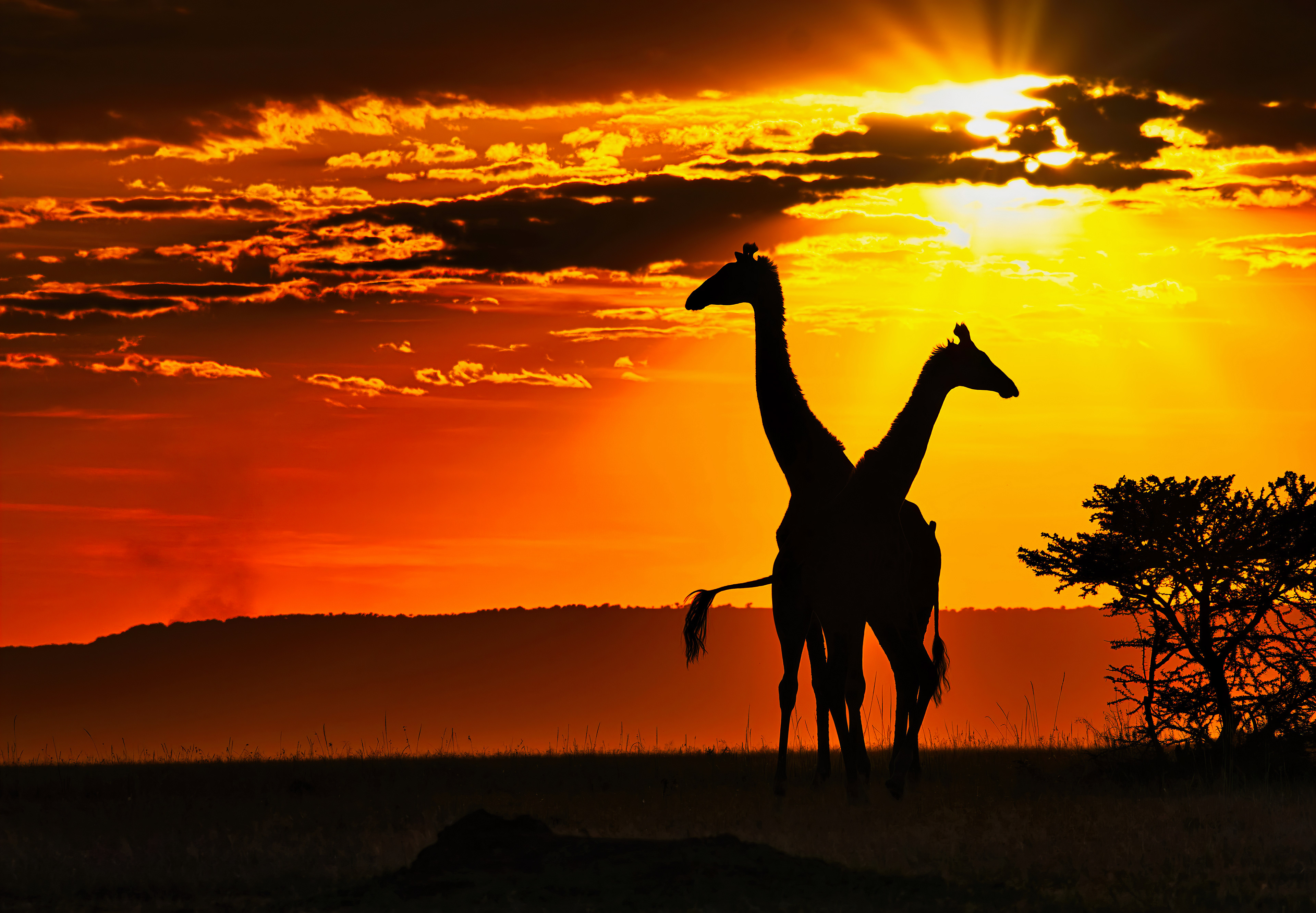 The silhouette of two giraffes before sunset, the Masai Mara Conservancy, Kenya.