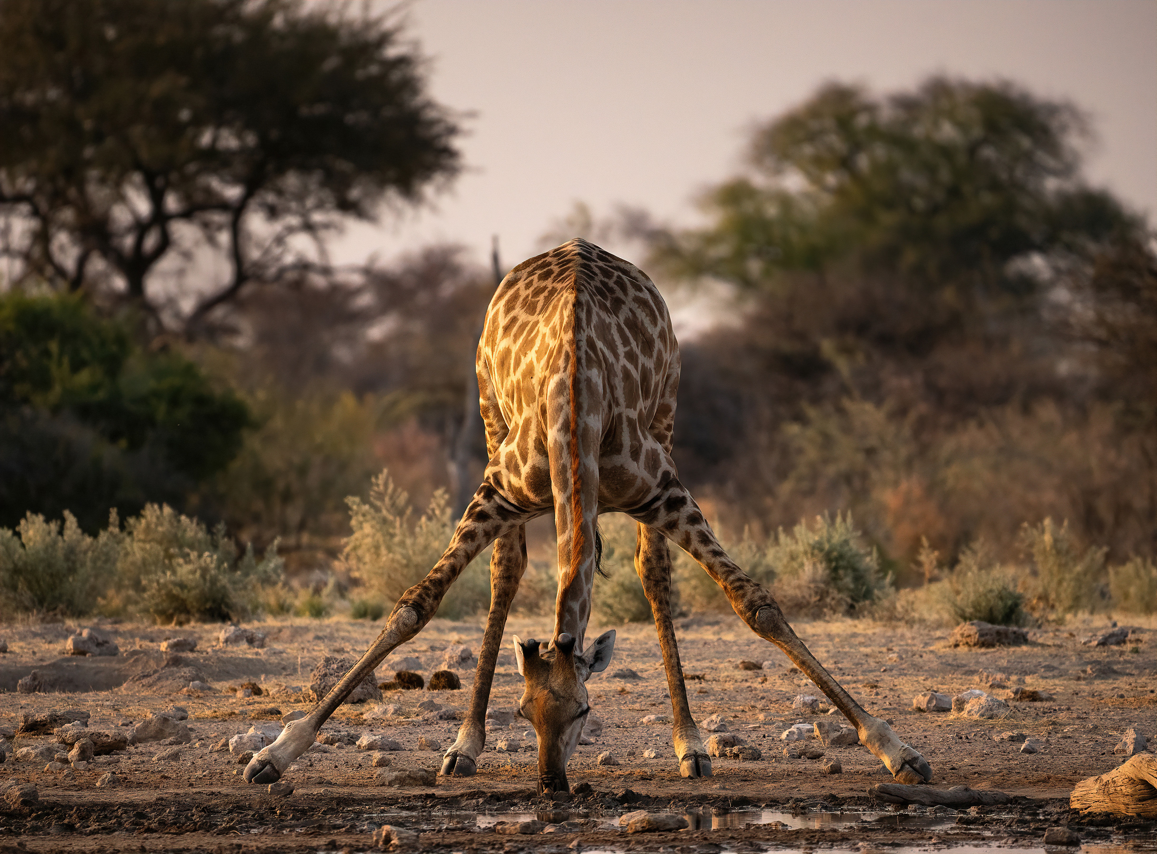 A giraffe waits to drink... and finally, gets its chance a little while before sunset, Etosha, Namibia