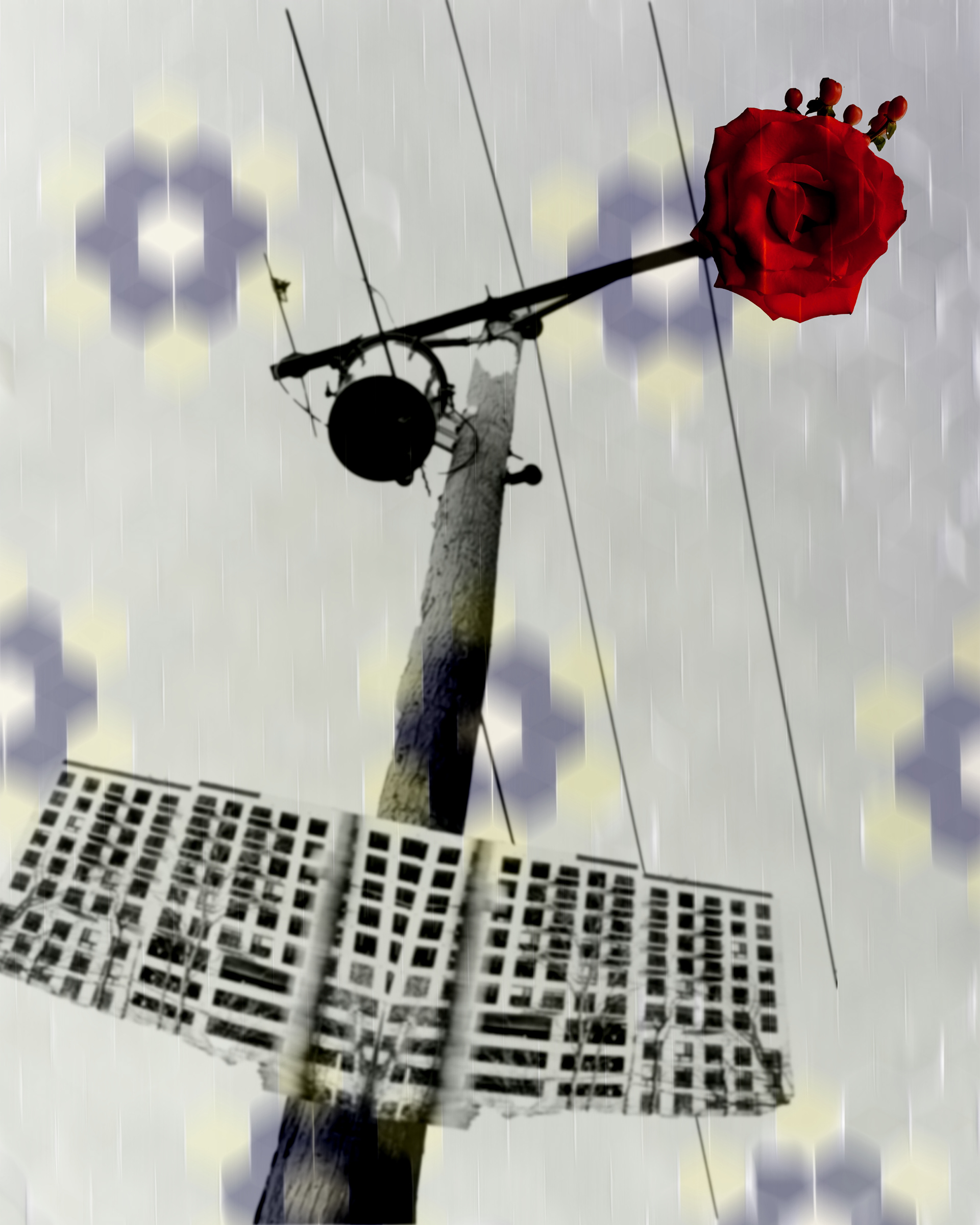chaos and red rose