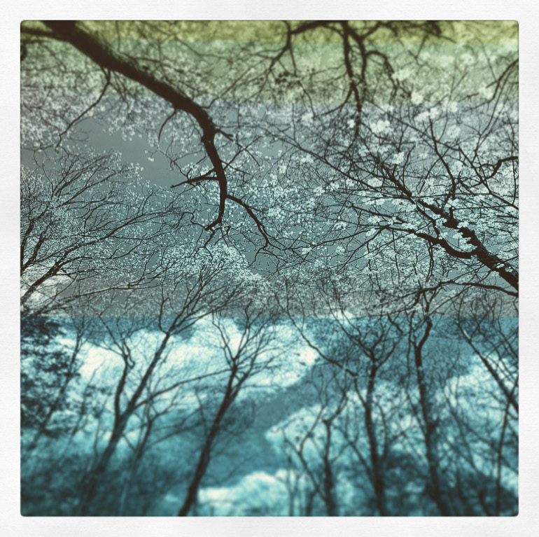 A Collection of Branches