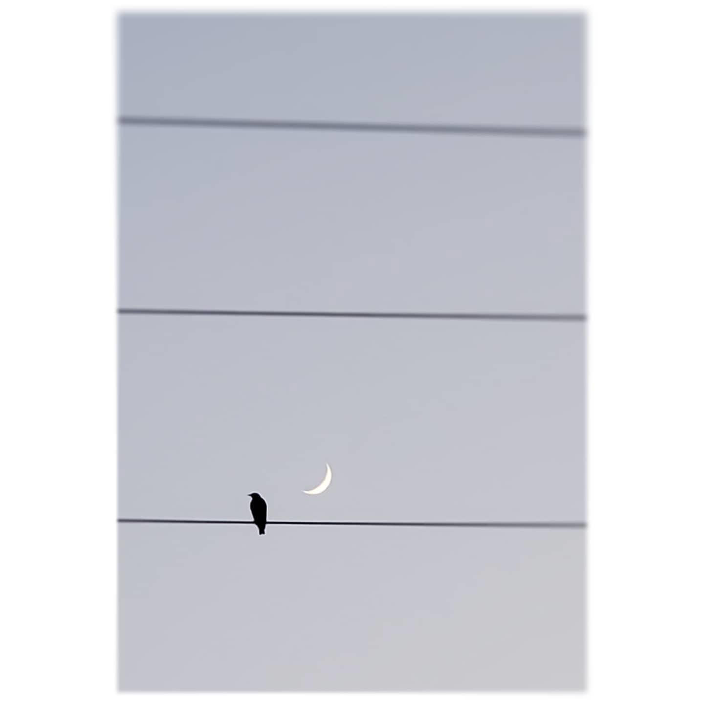Bird on a Wire
