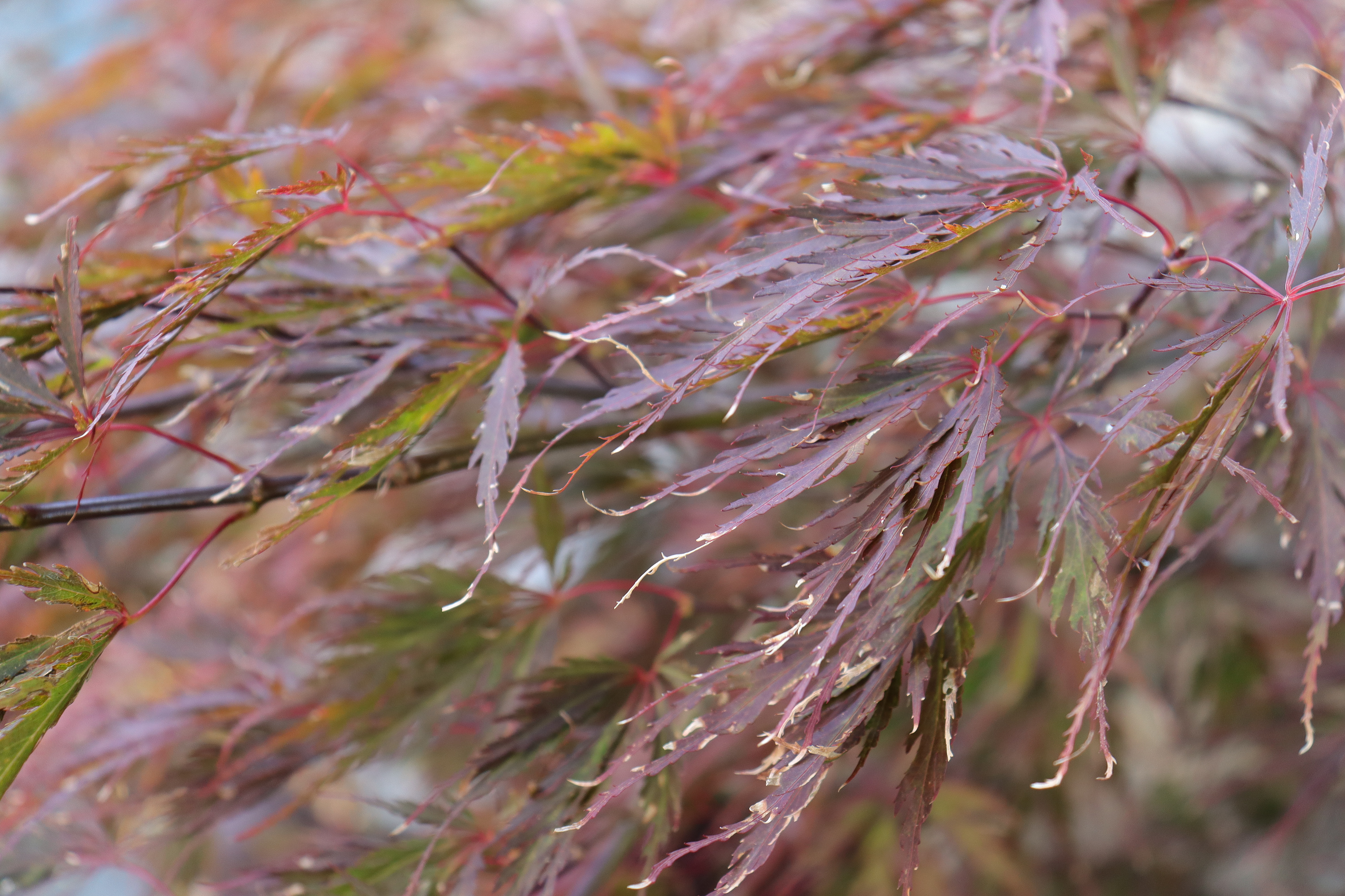 Skinny Leaves