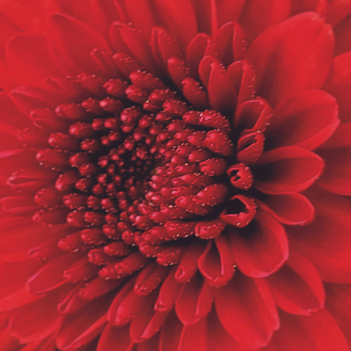 Red Flower
