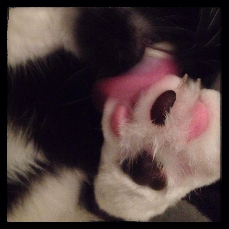 Cat Paw