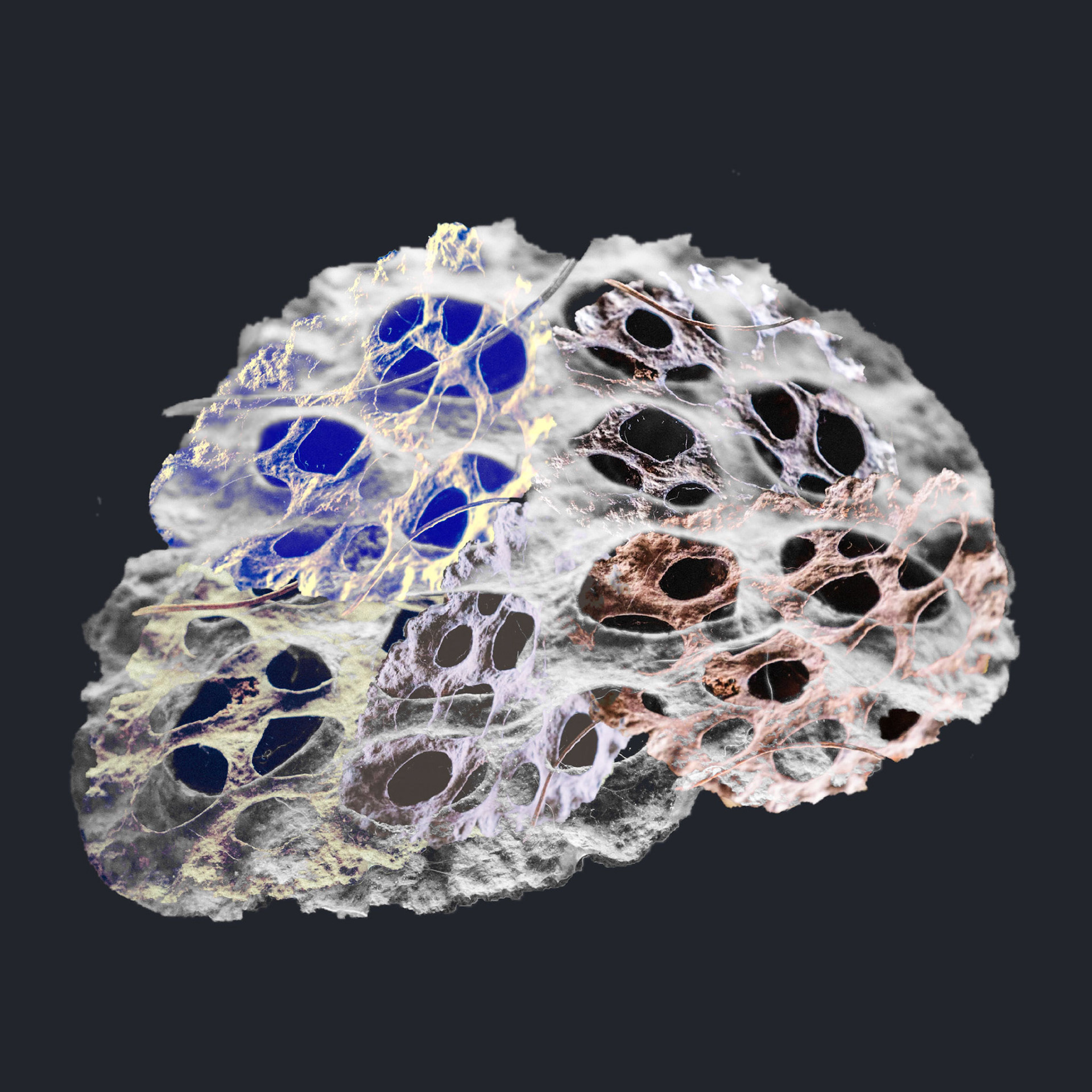 Cortex