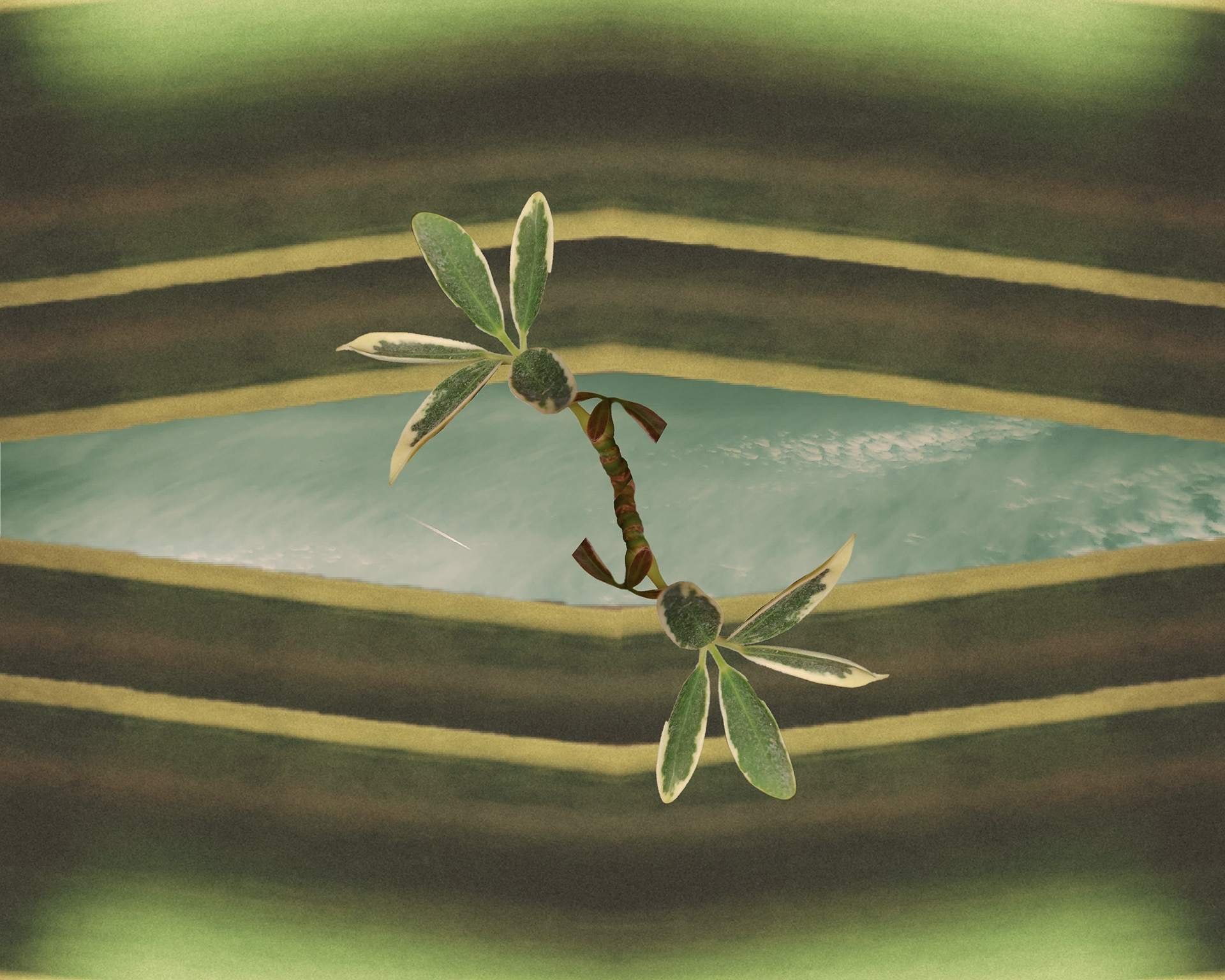 Mutualism
