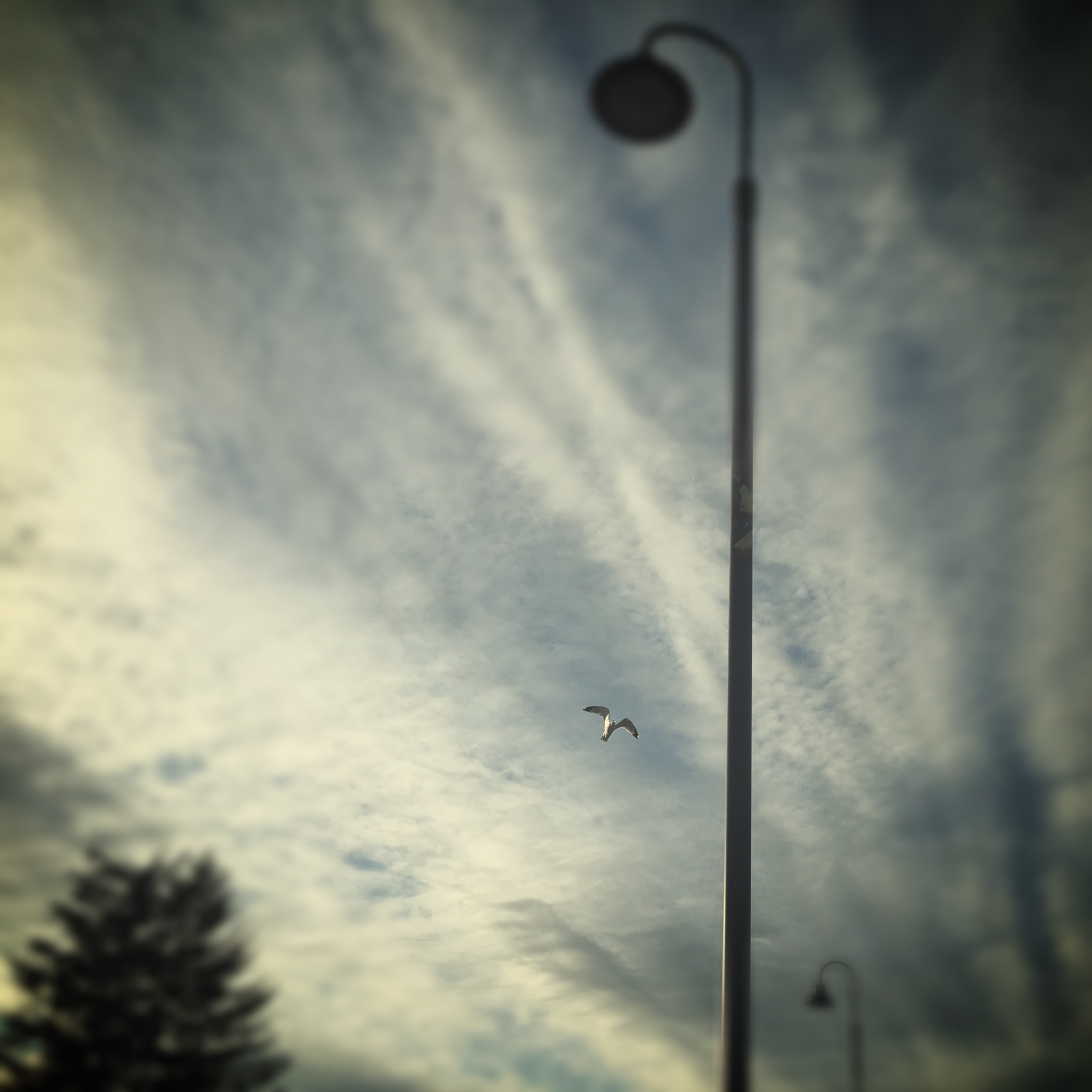 Bird in Flight