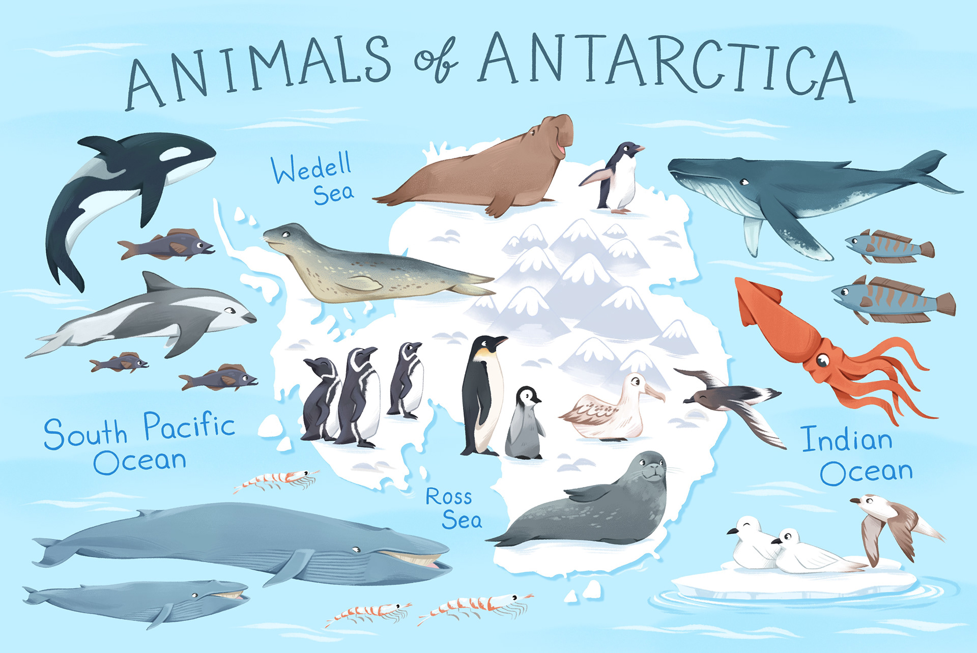 Animals of Antarctica