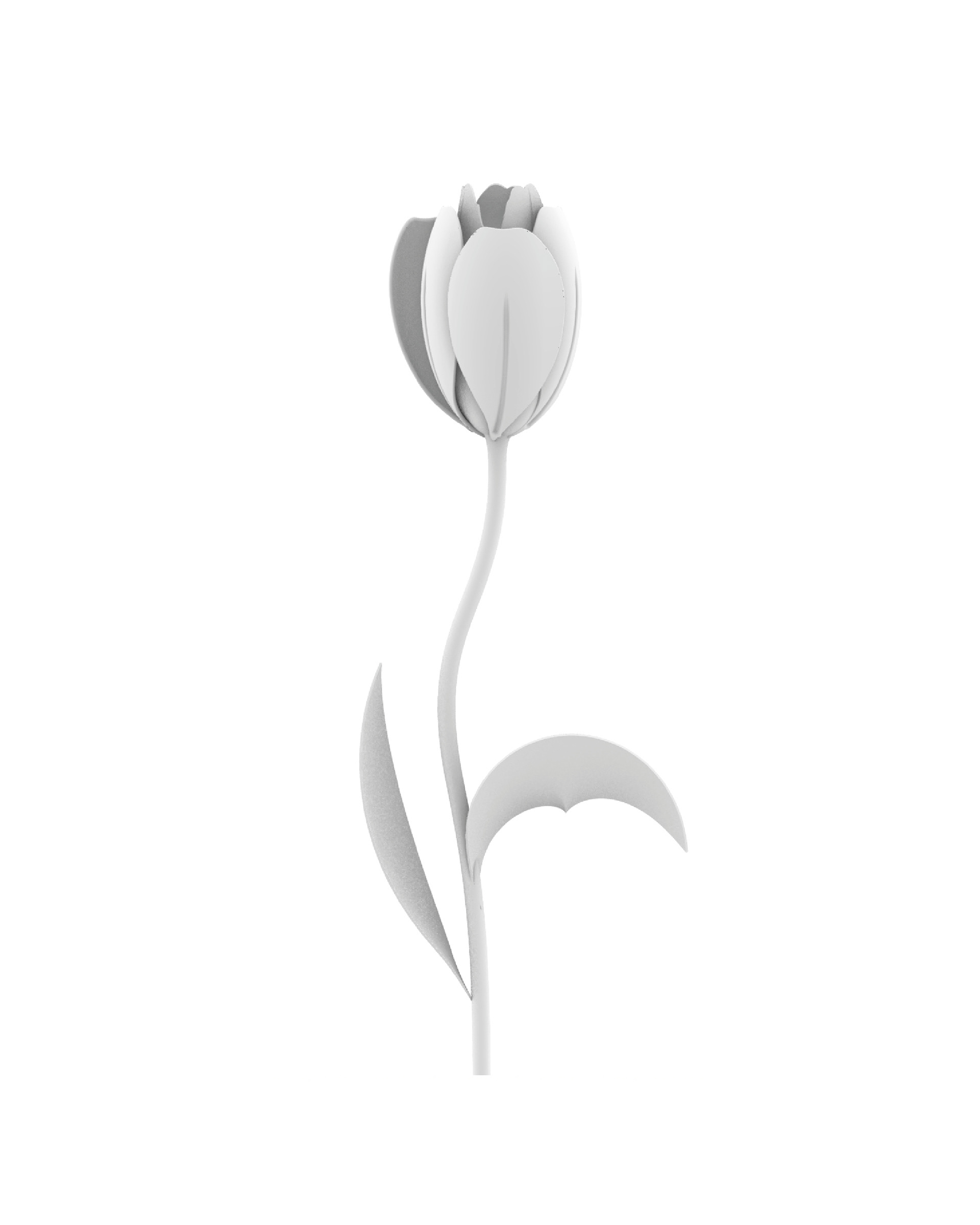 Tulipe