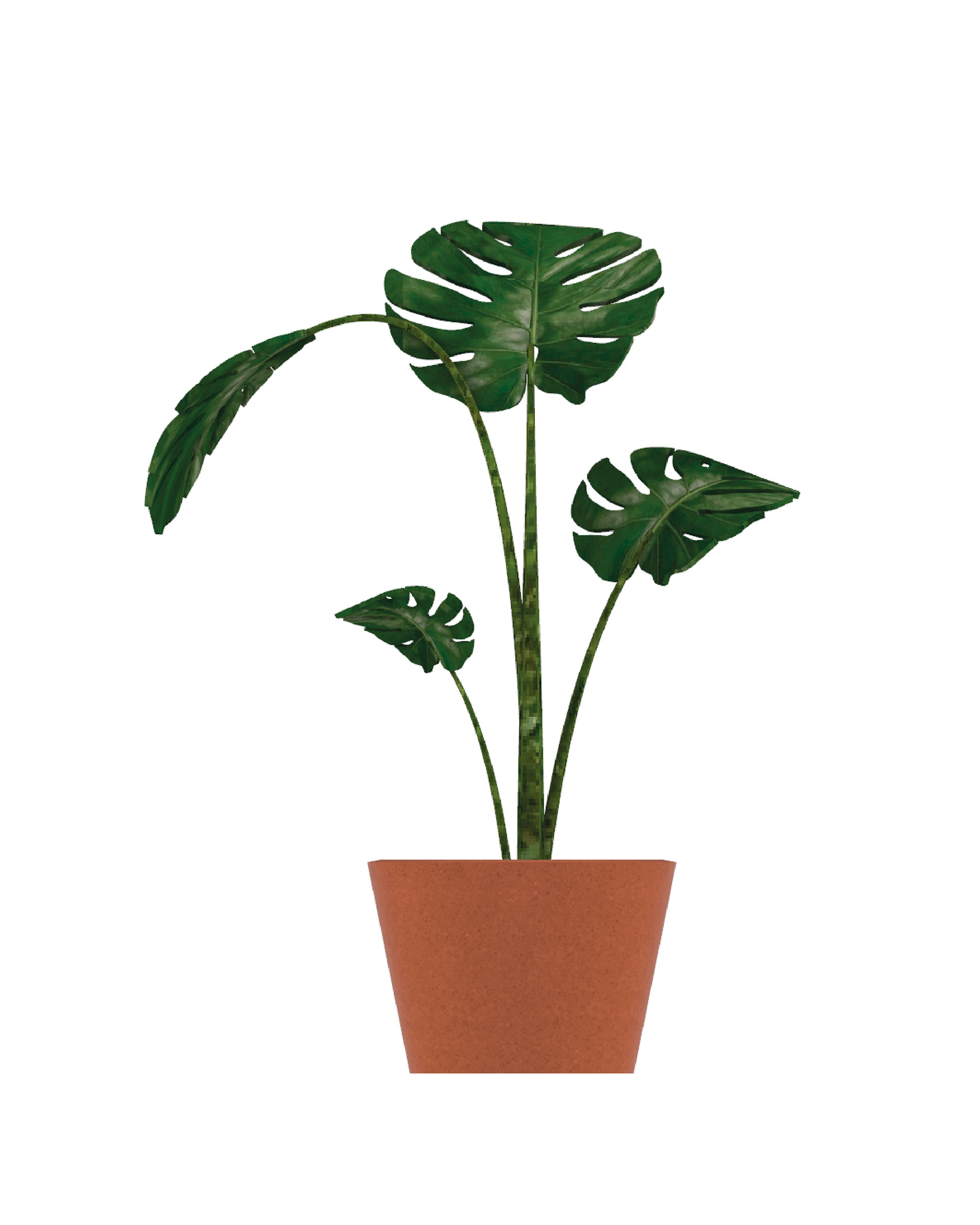 Monstera