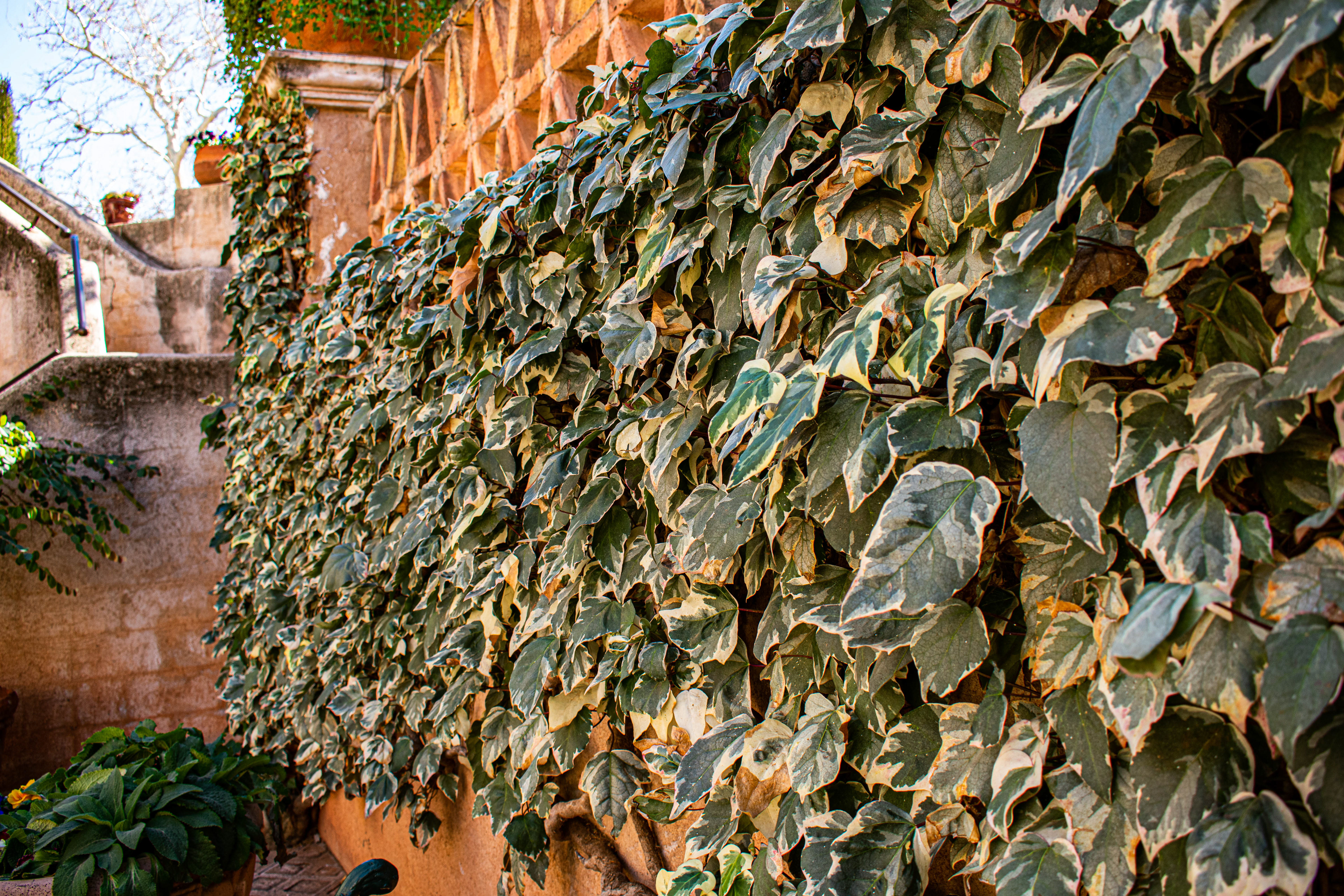 Leaves on the Wall