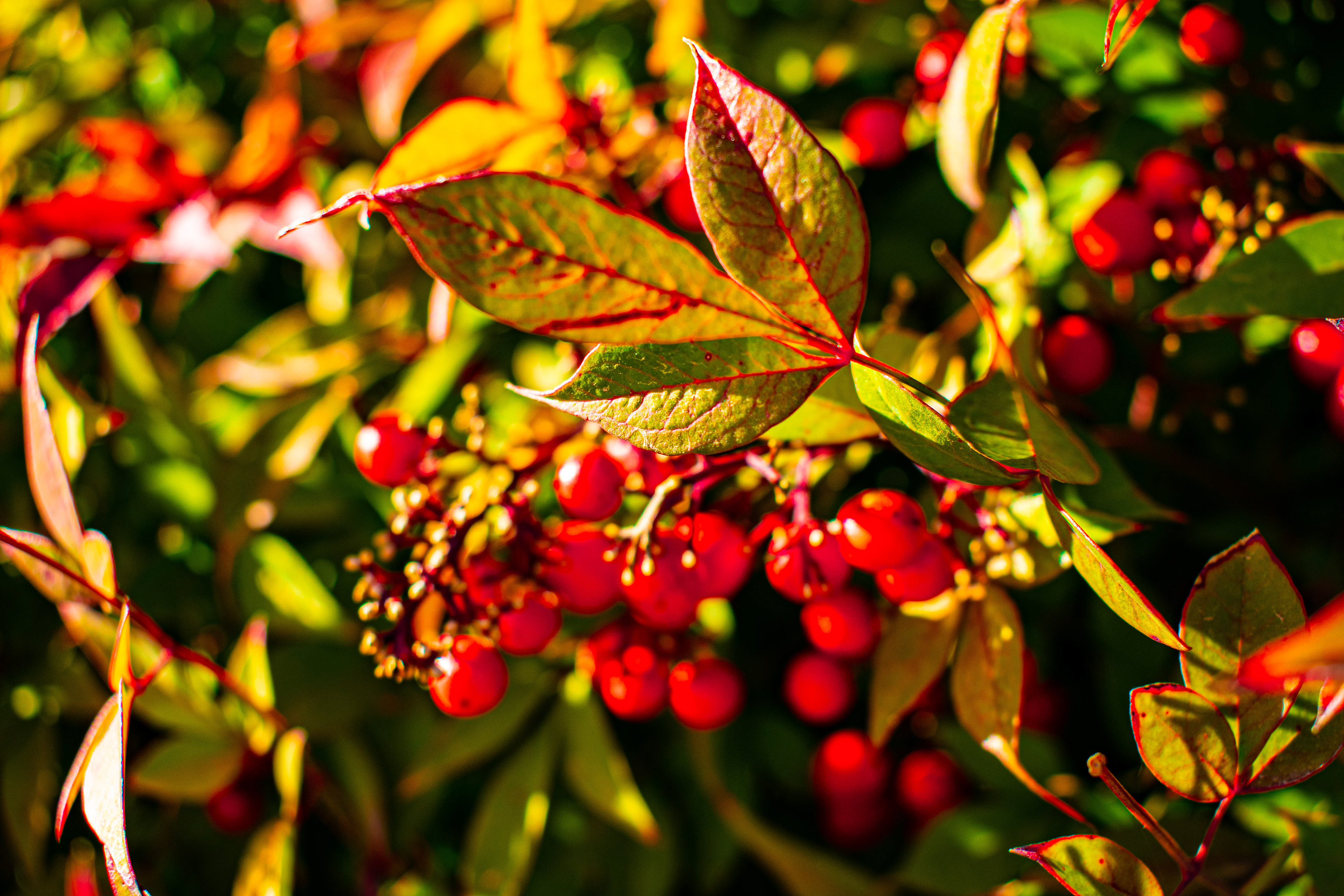 A Red Berry Bush