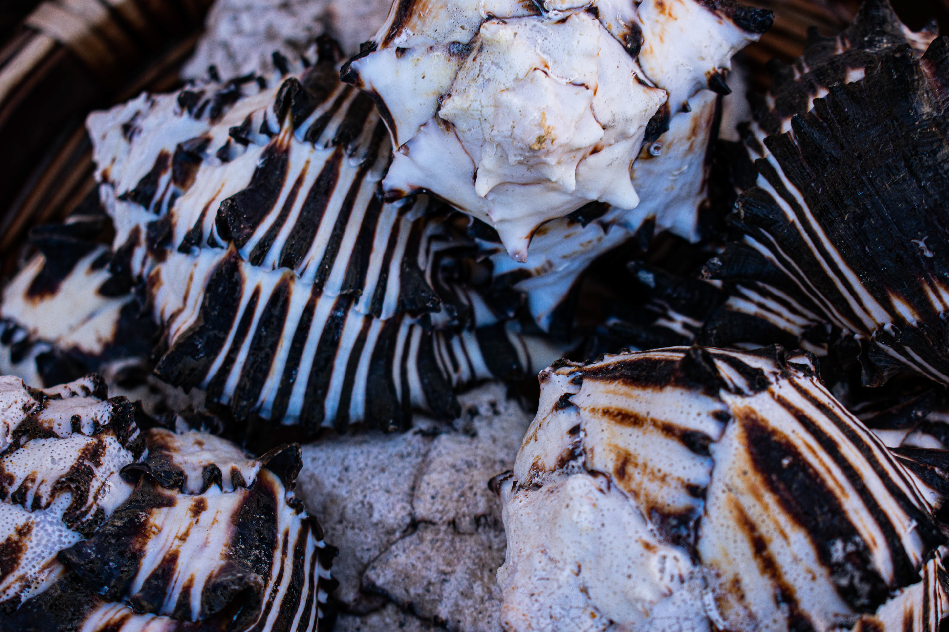 Black and White Shells