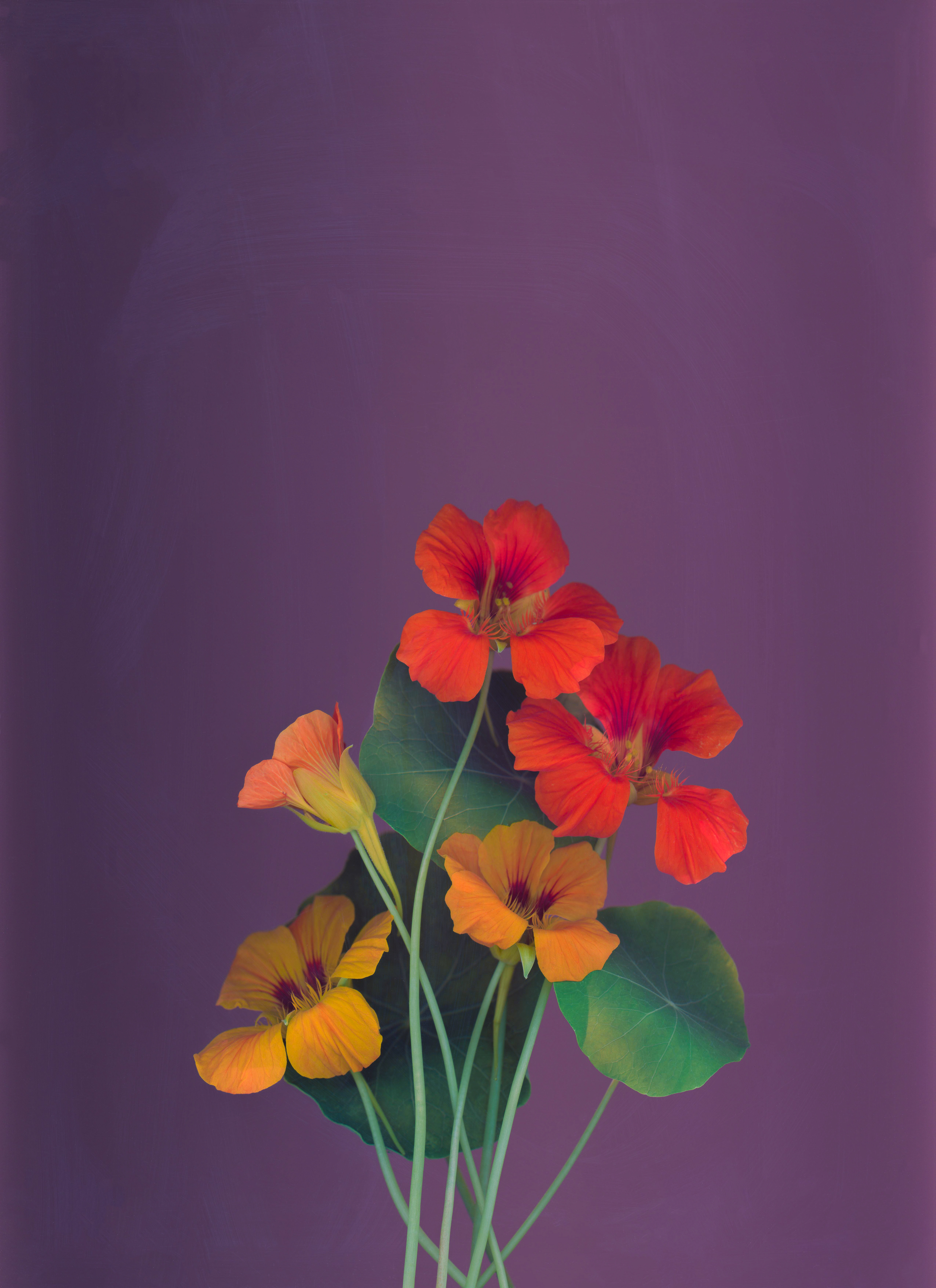 Nasturtium