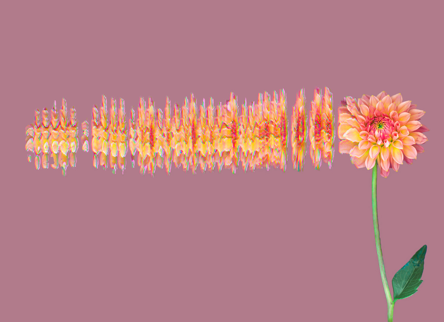 Dahlia 3