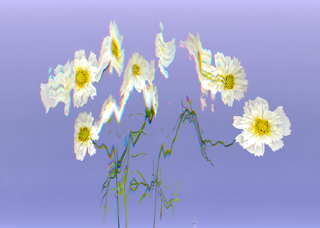 White Cosmos