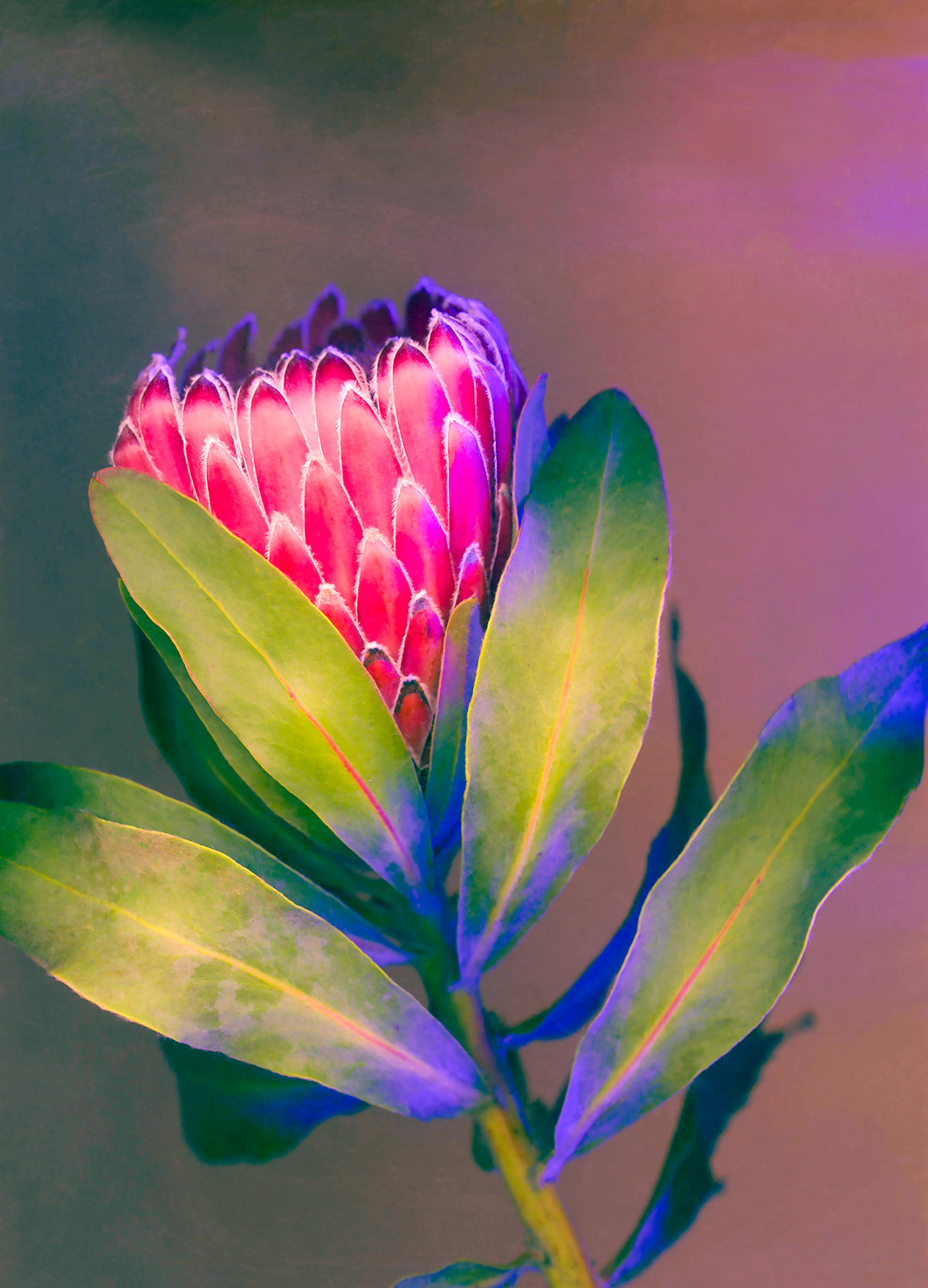King Protea