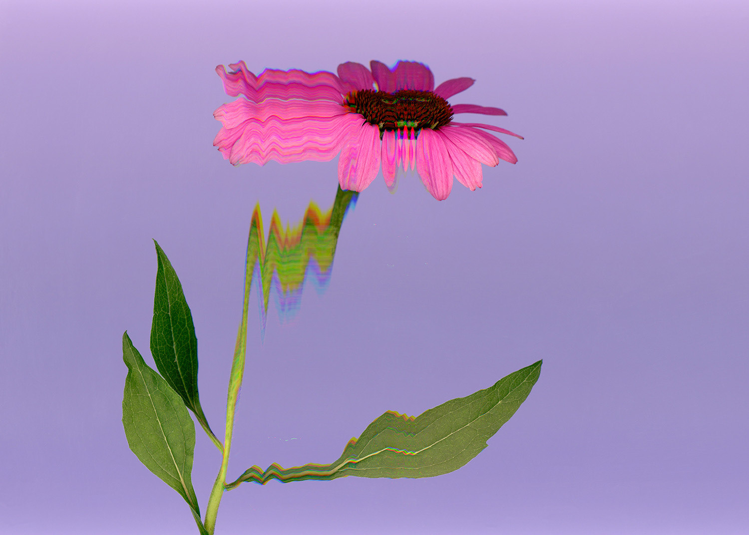 Coneflower