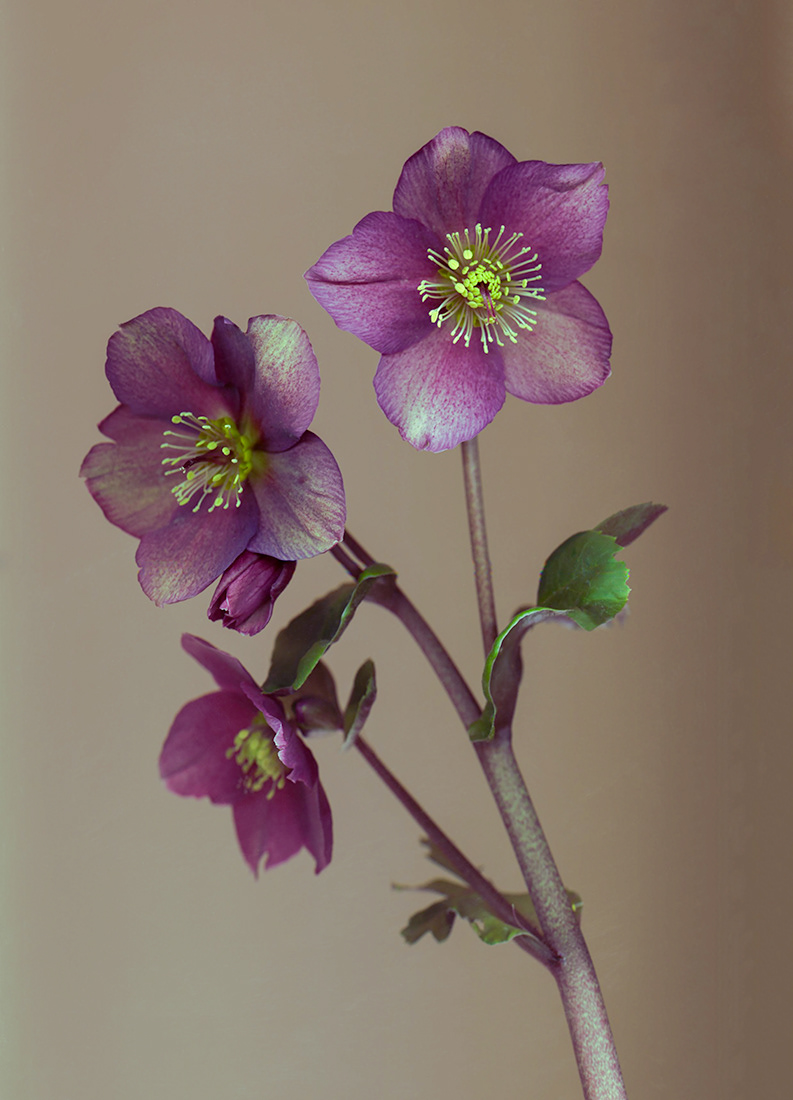 Hellebore