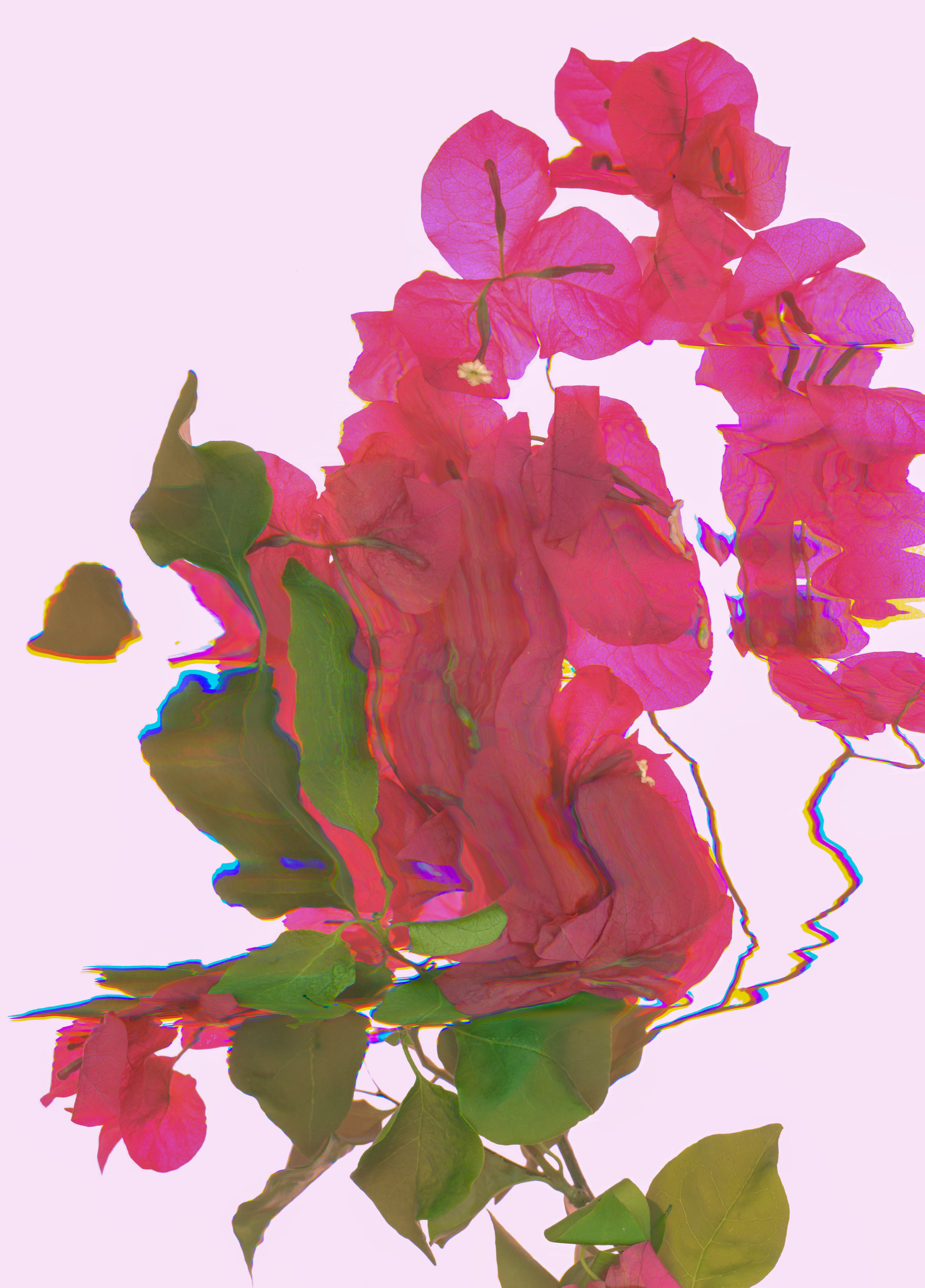 Bouganvillea