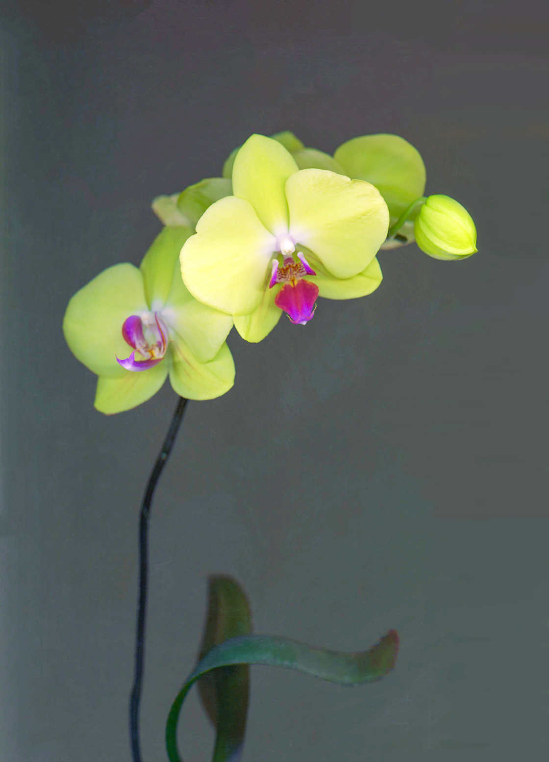 Yellow Orchid