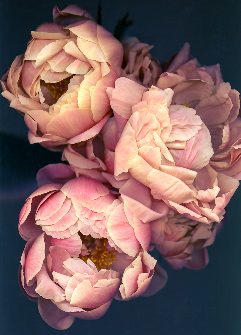 Peonies
