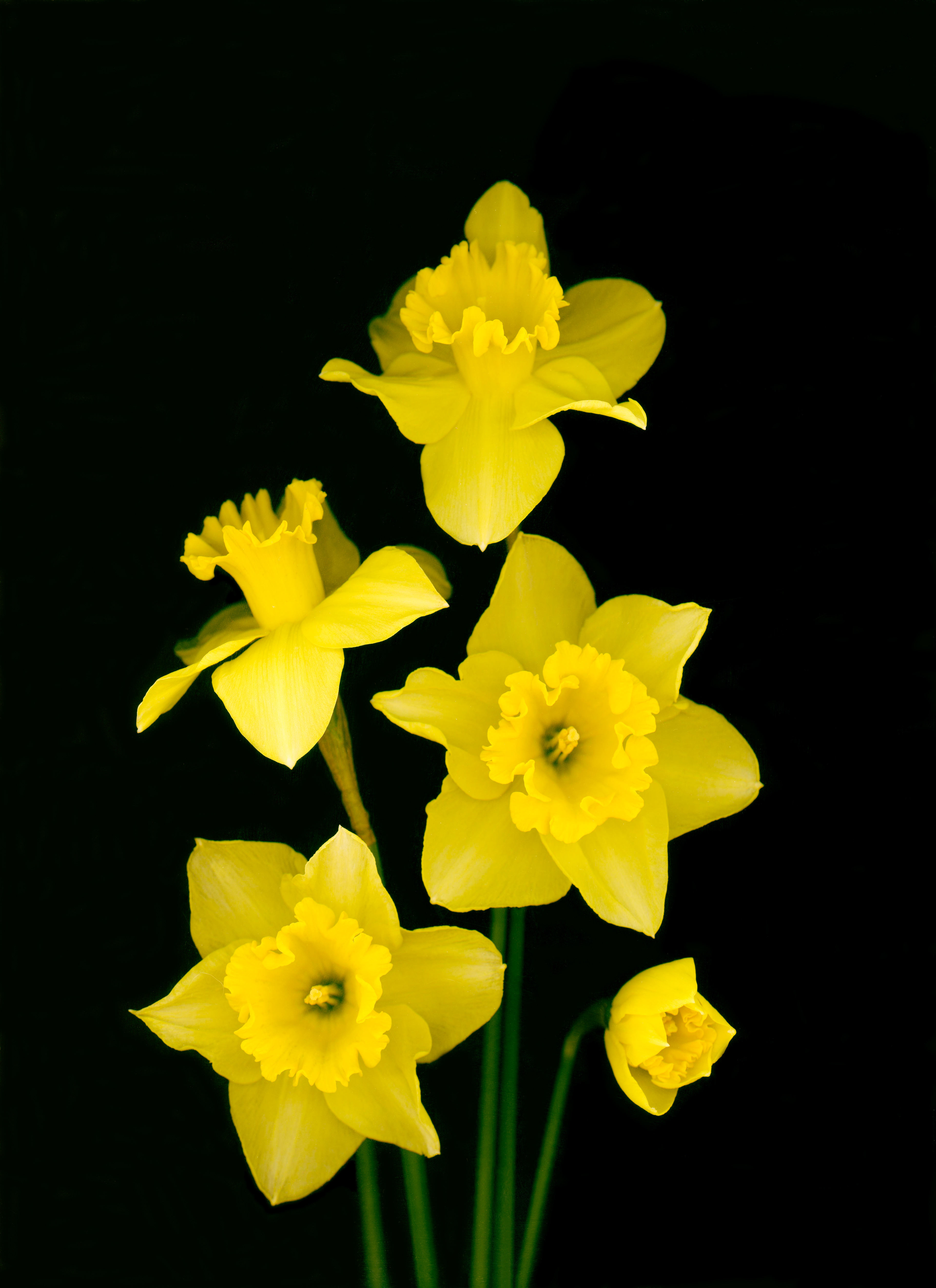 Daffodils