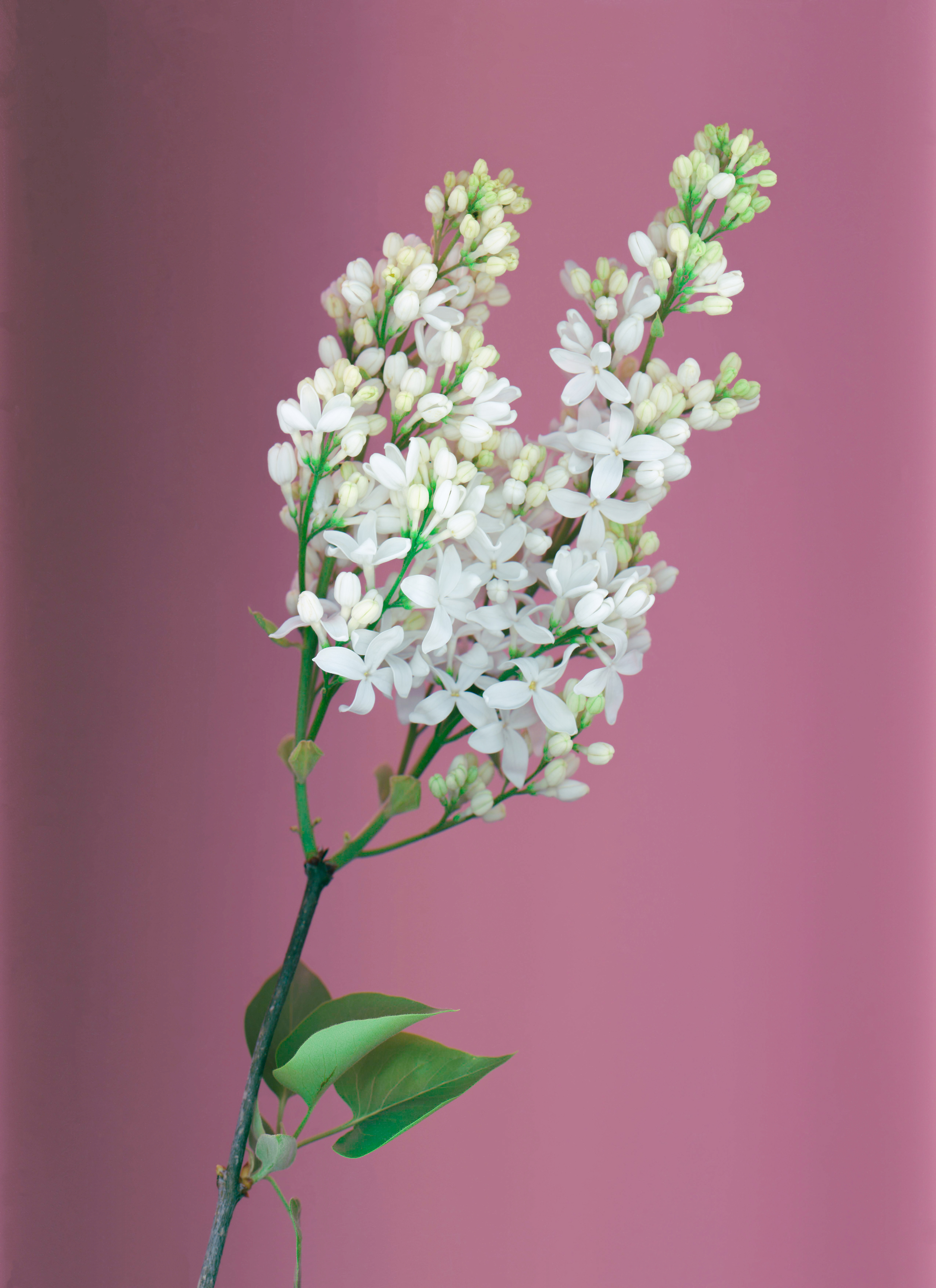 white lilac