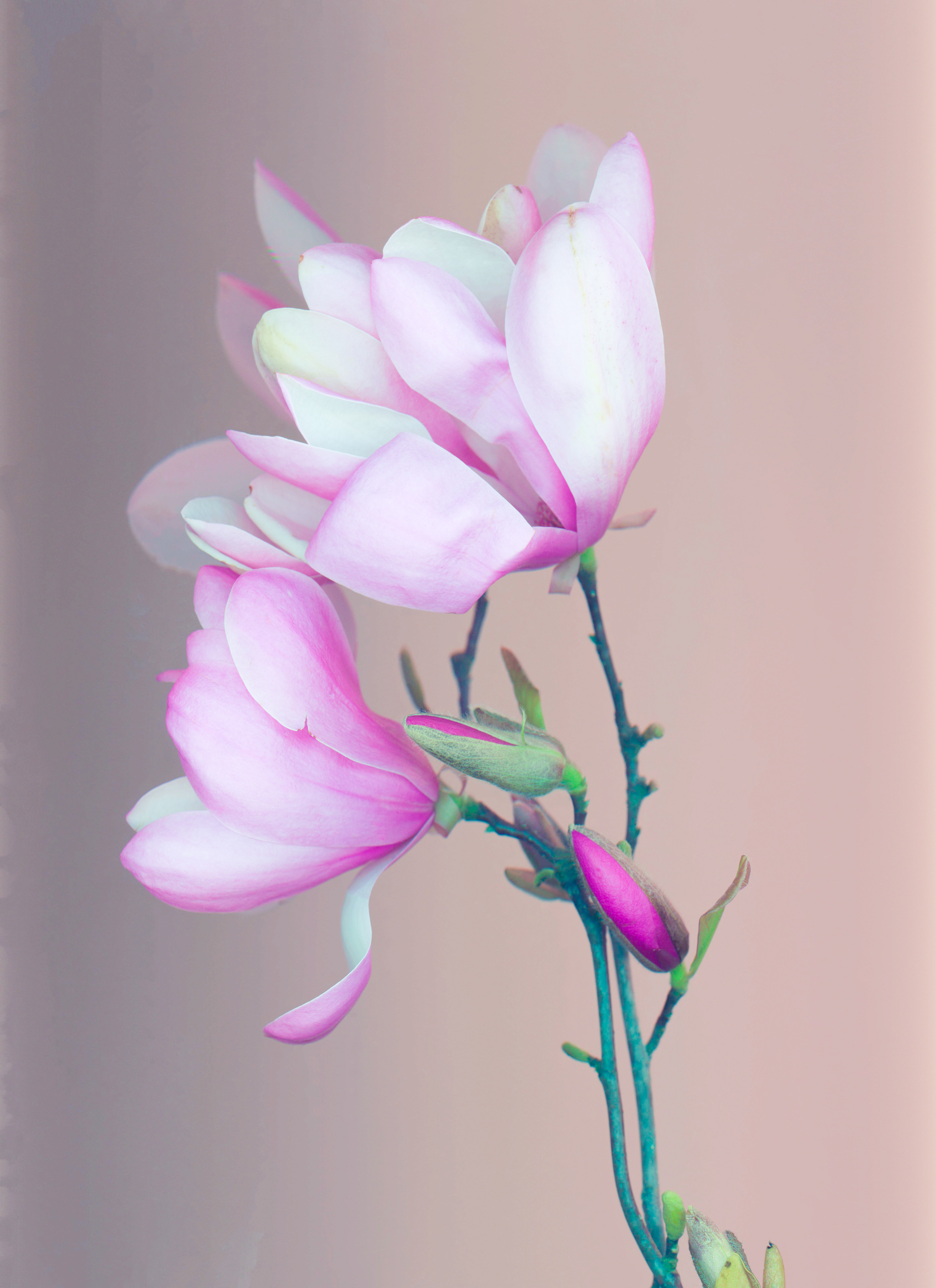 Tulip Magnolia