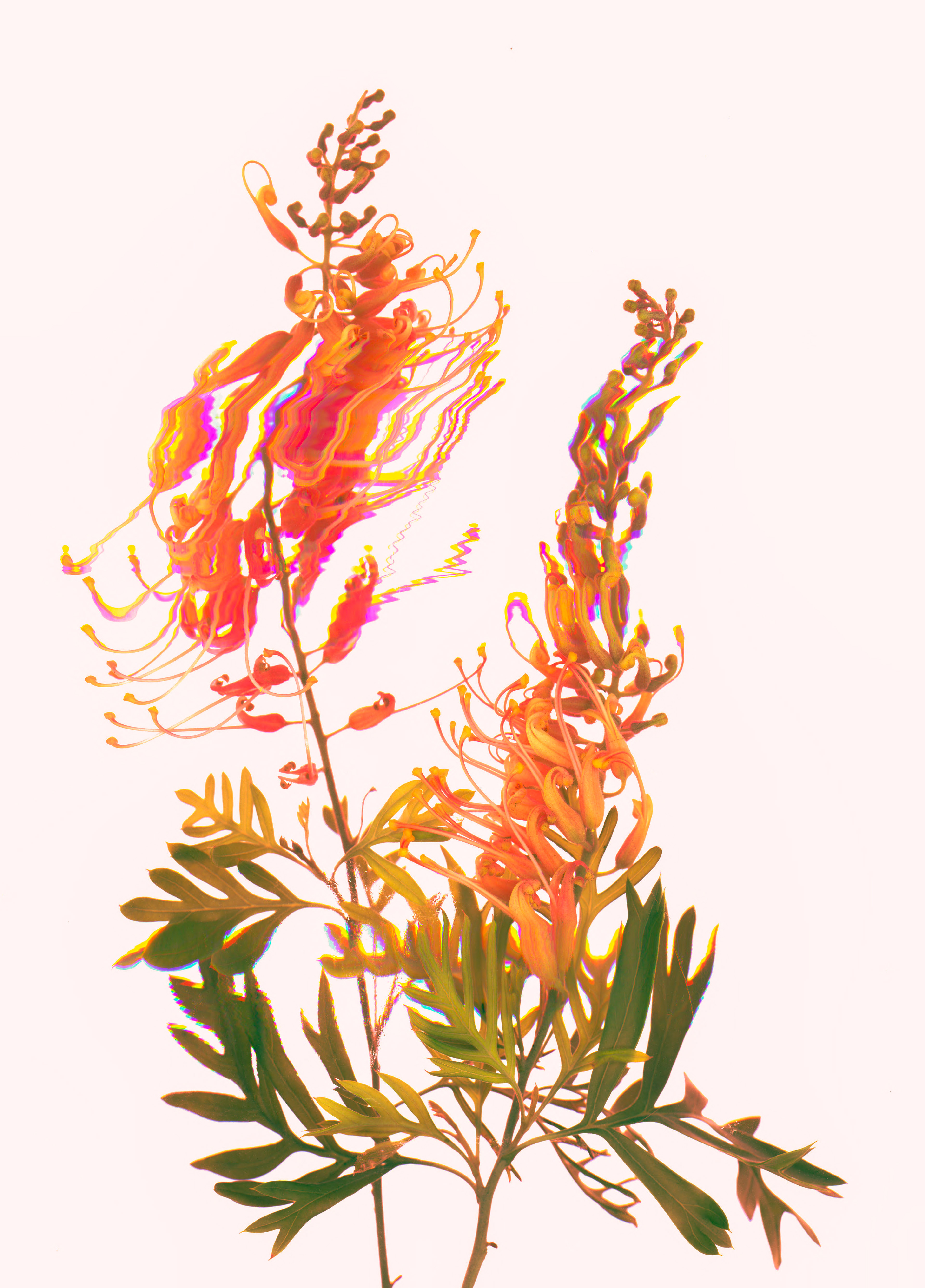 Grevillea