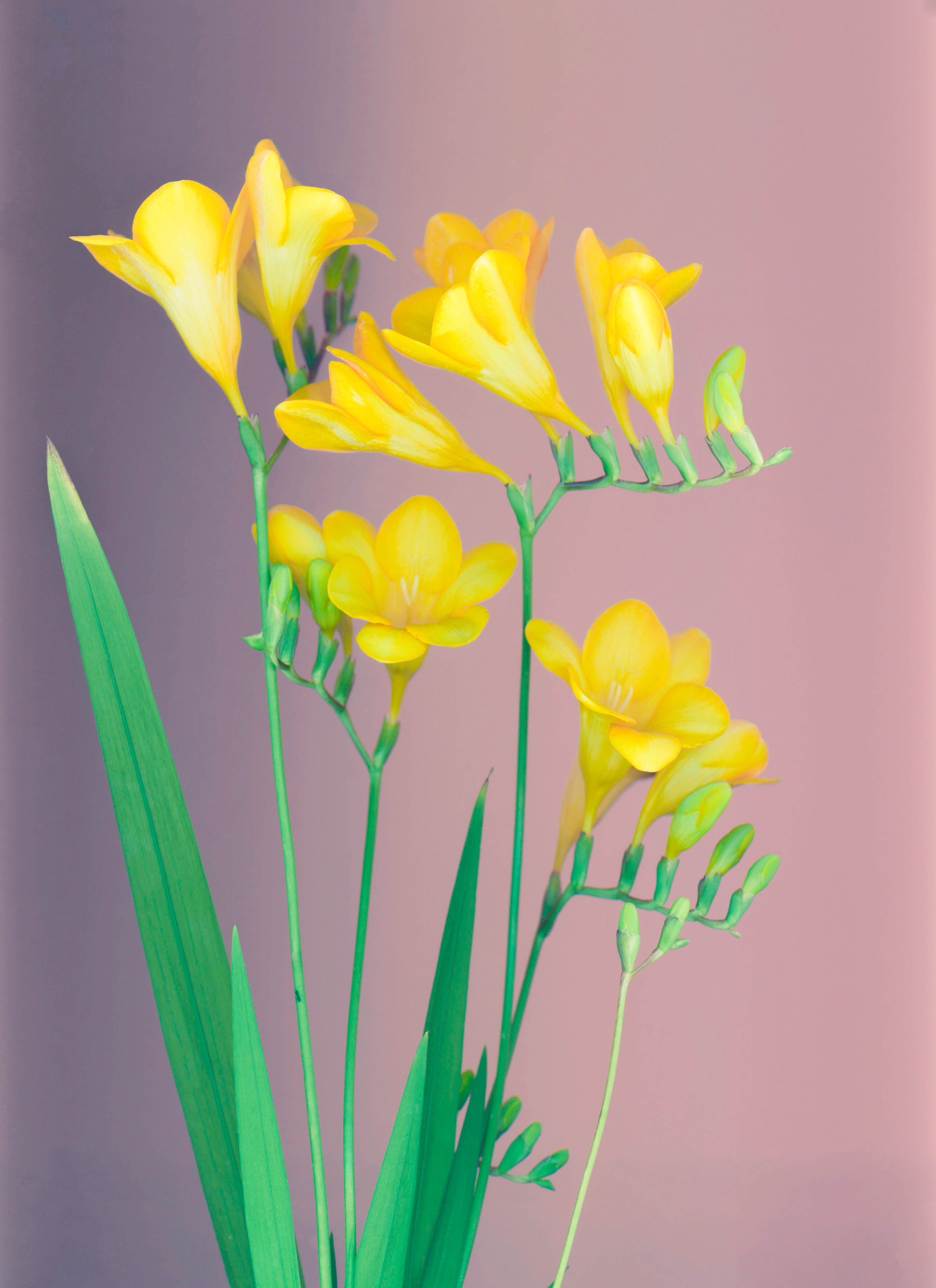 Yellow Freesia
