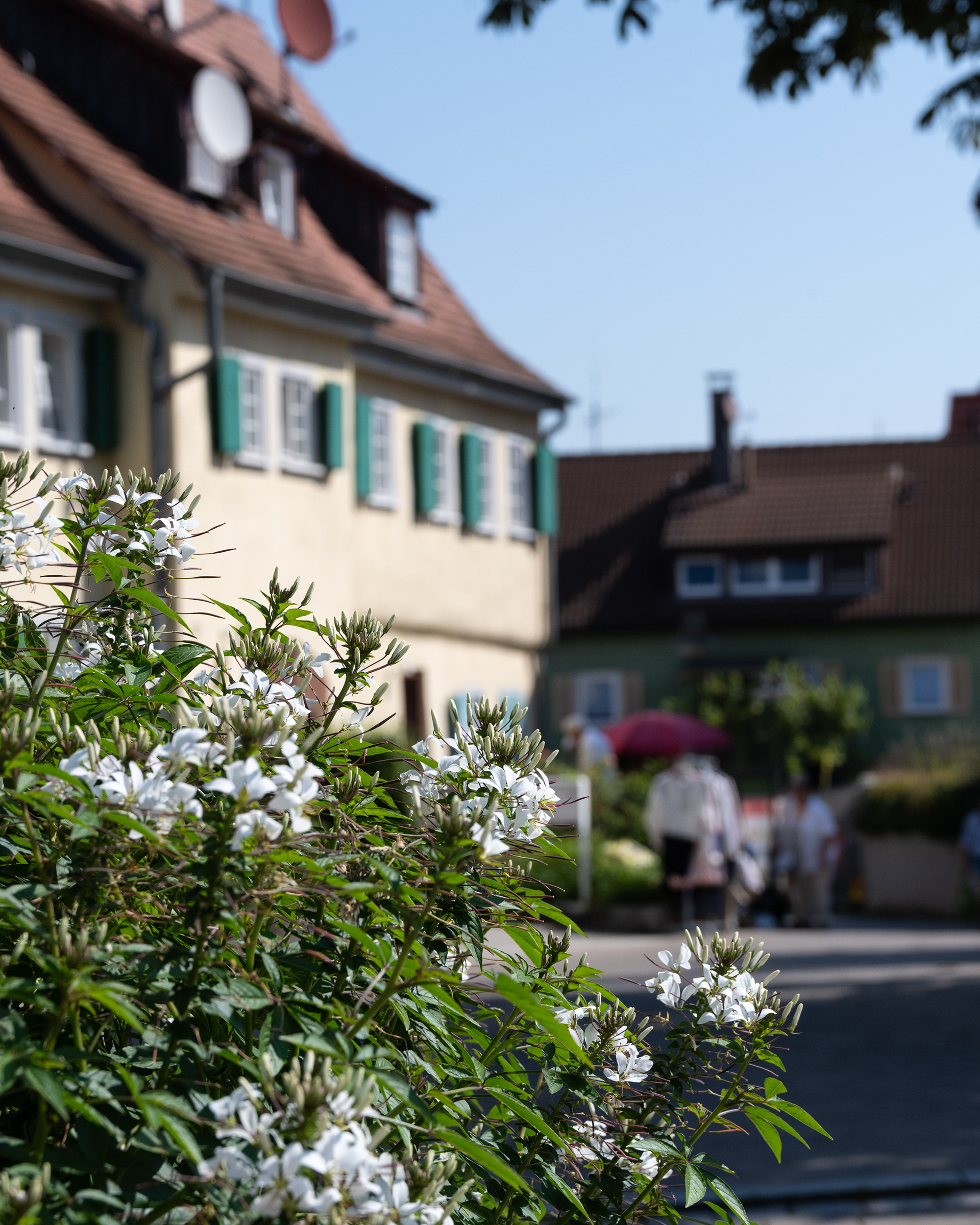 Hartwaldstrasse