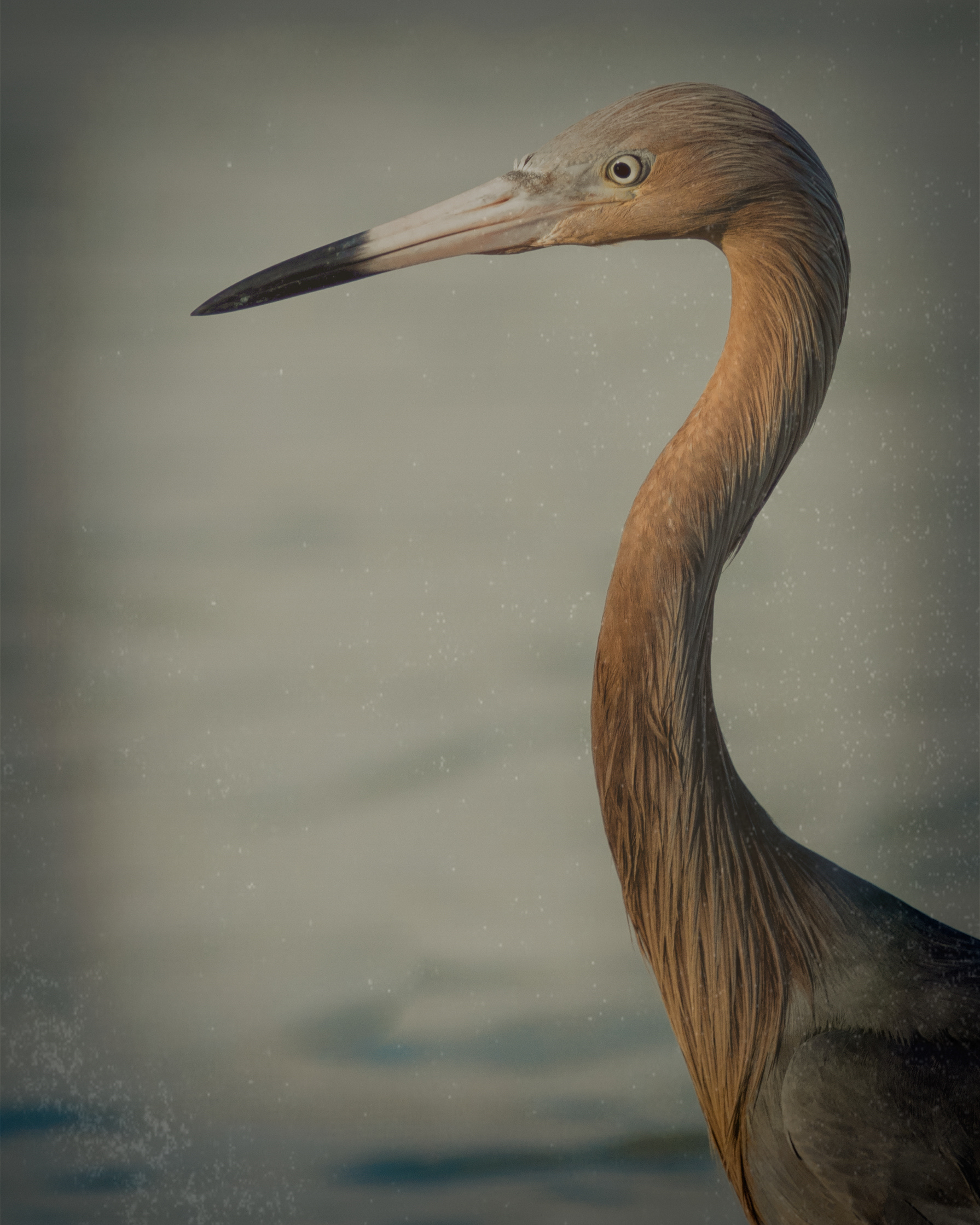 16 x 20" Reddish Egret