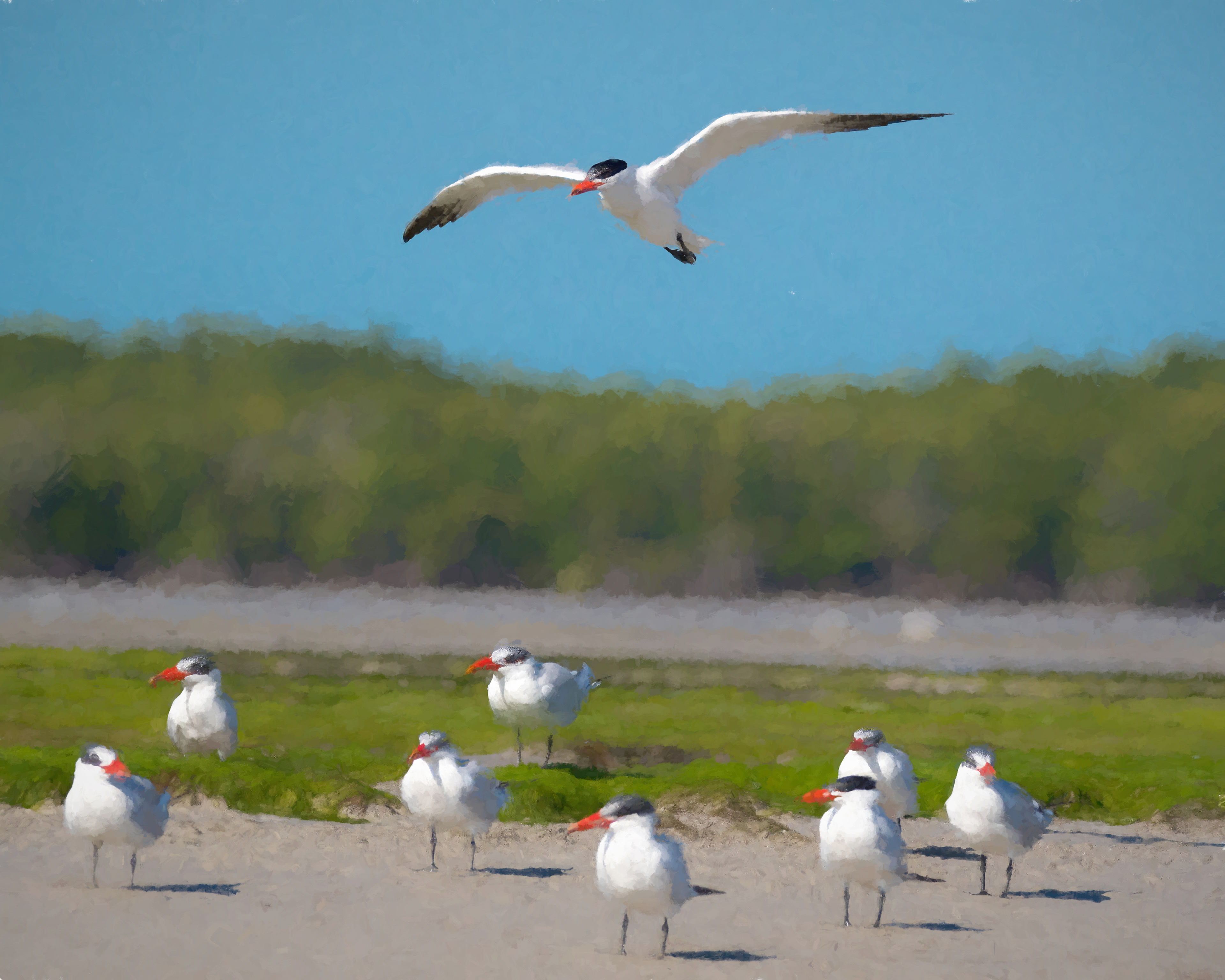 16 x 20" Terns - Evergaldes