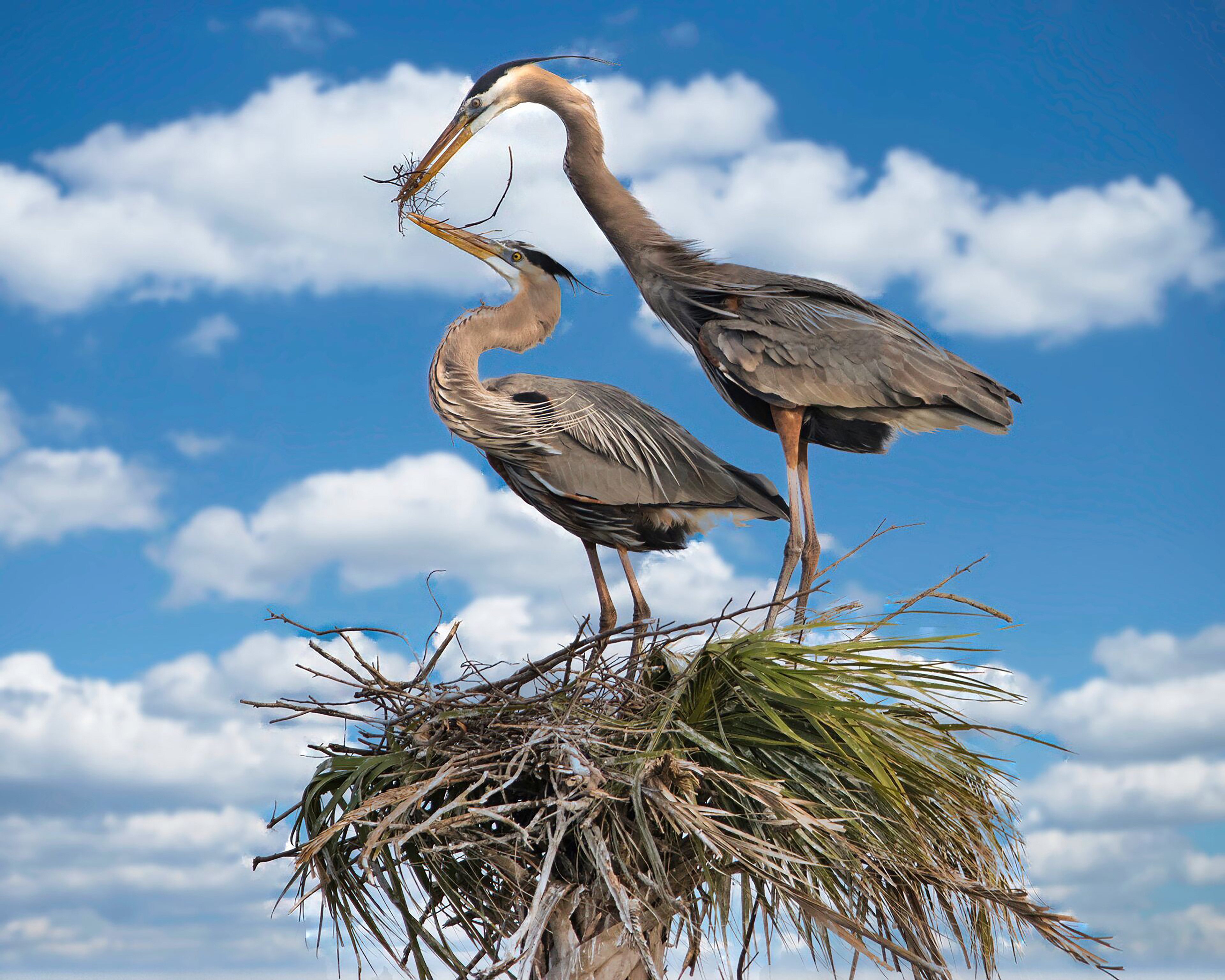 16 x 20" Great Blue Herons